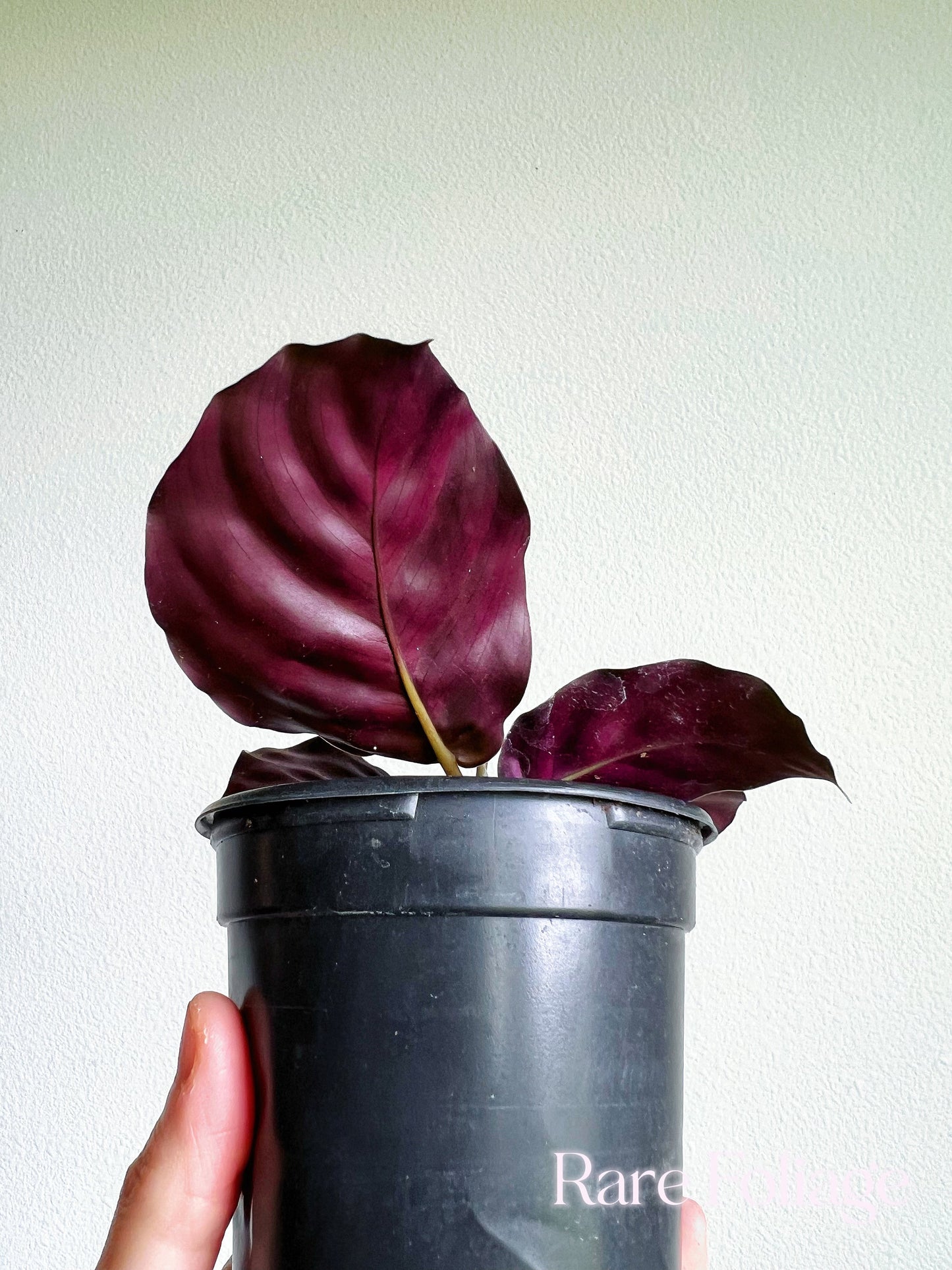 Calathea Helen Kennedy 4" - US SELLER