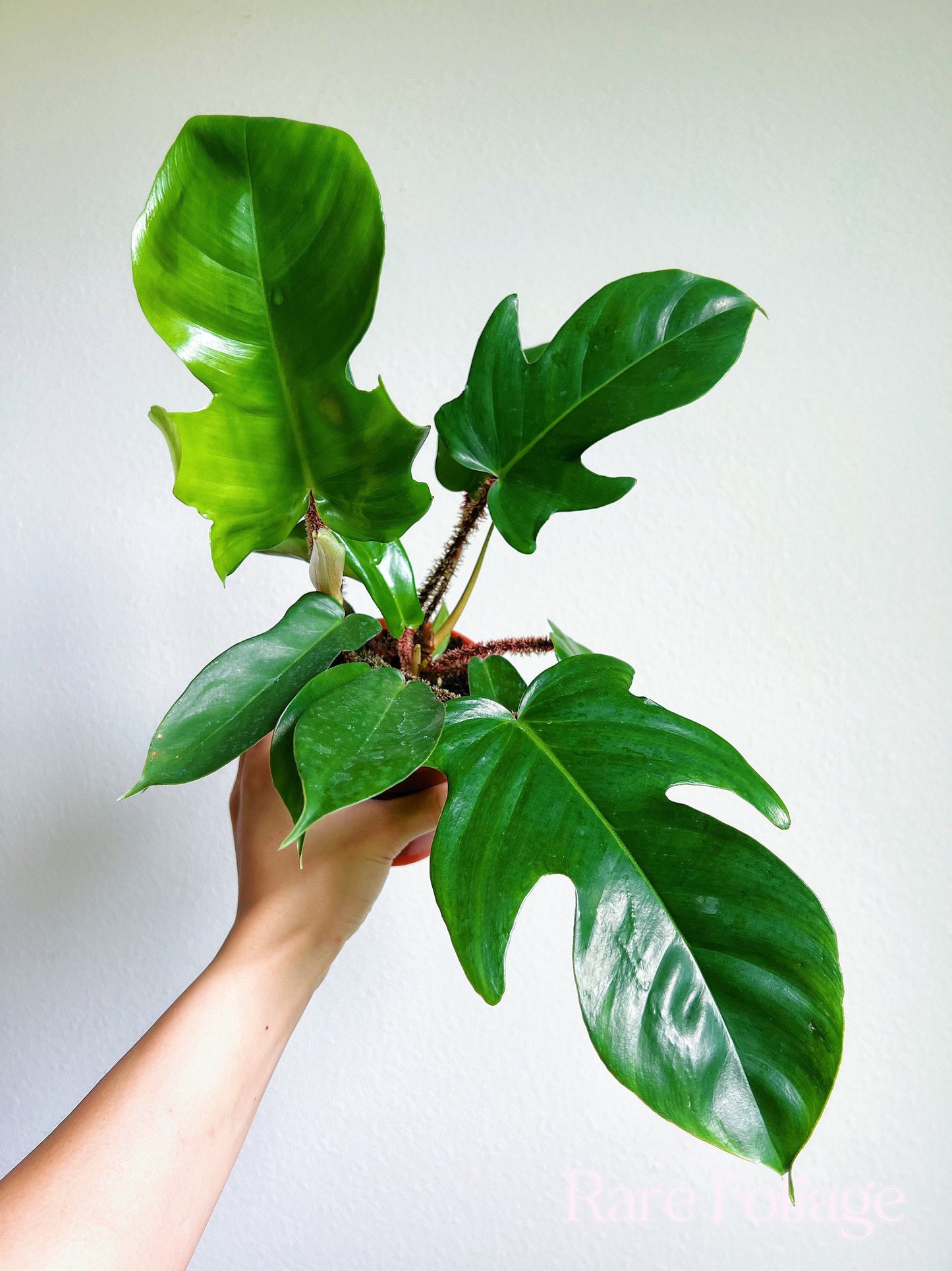 Philodendron Squamiferum 4” - US SELLER