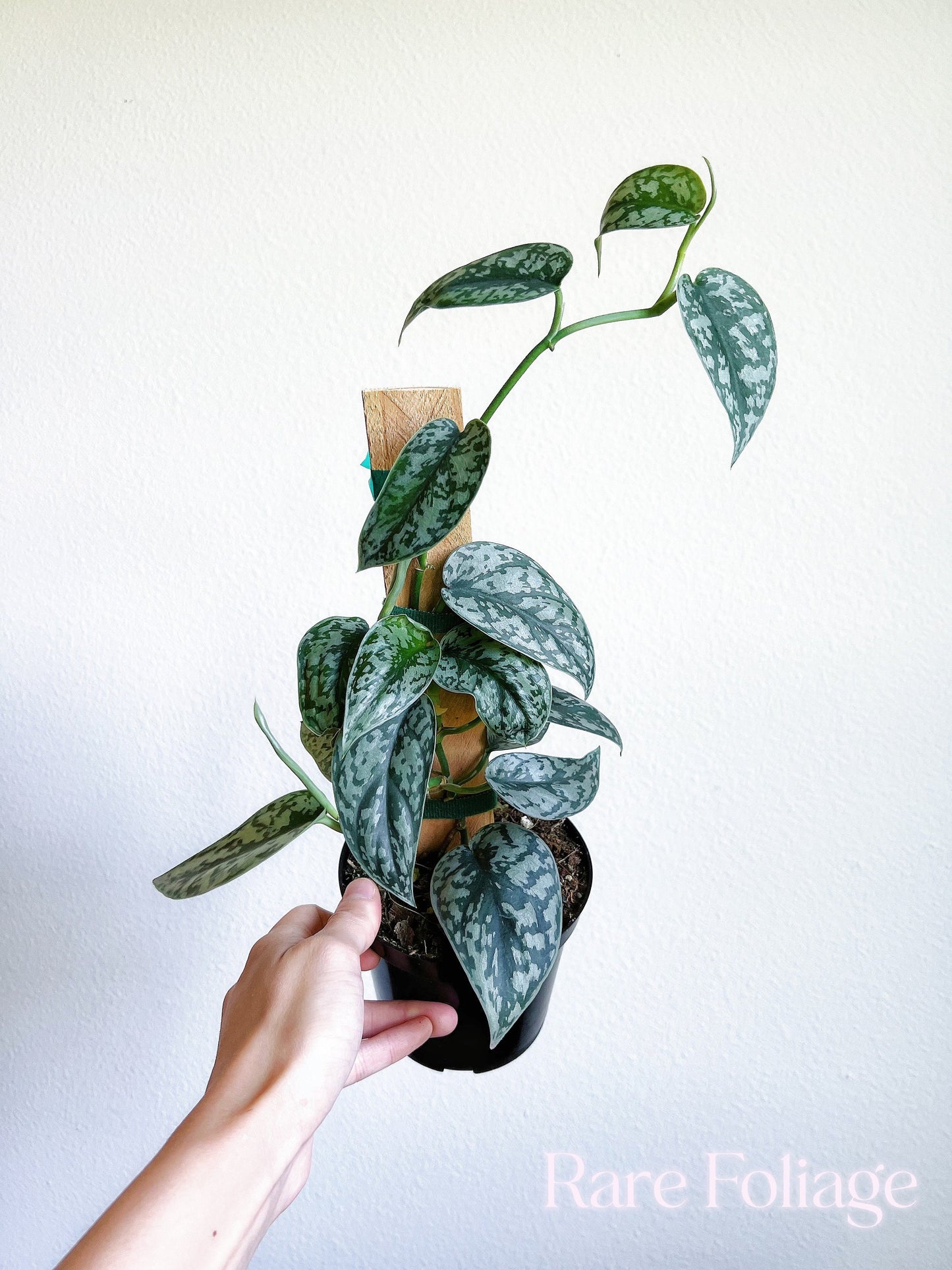 Scindapsus Silver Lady 4" with Plank - US SELLER