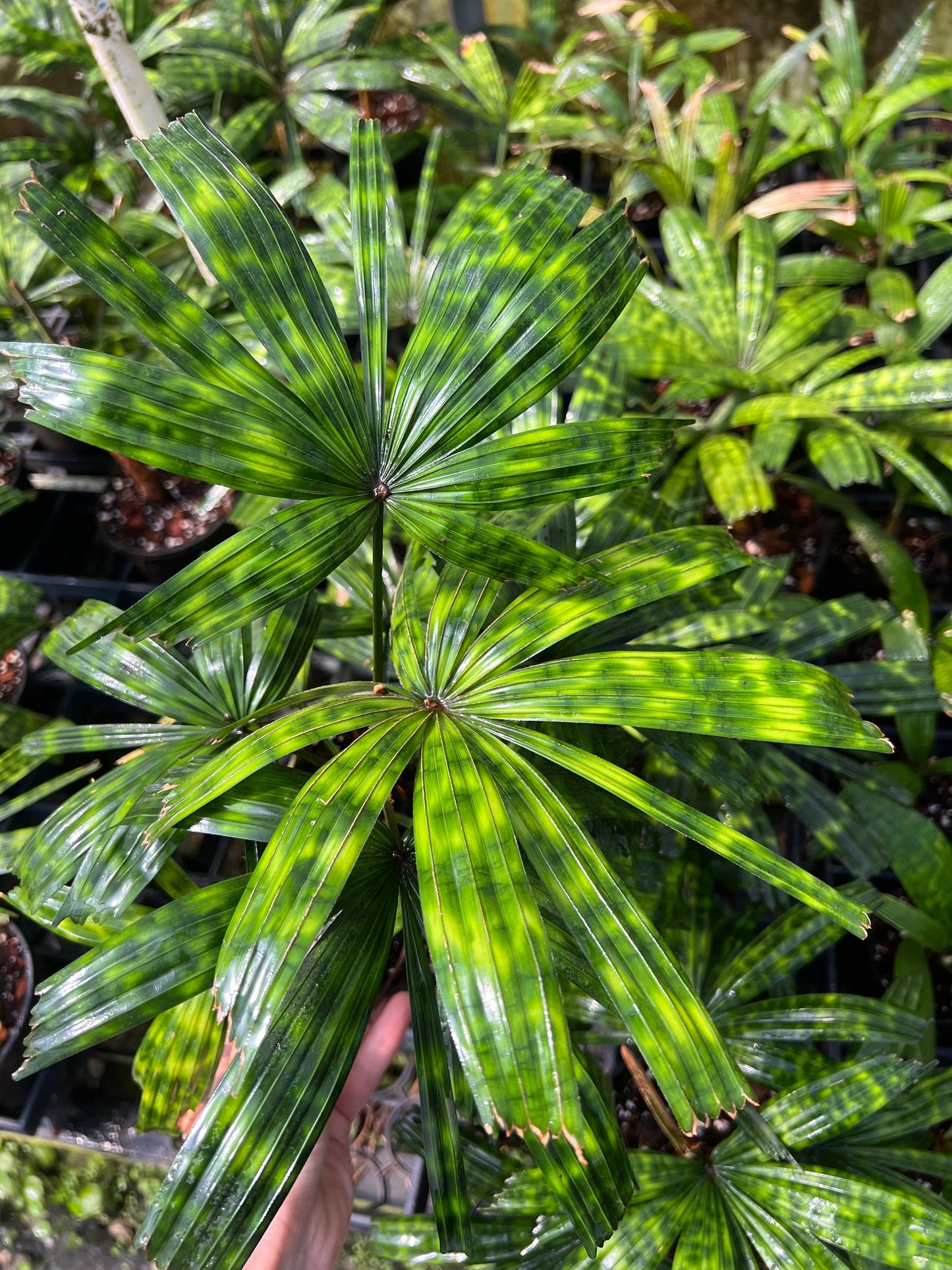 Licuala Mattanensis ‘Mapu’ 3” - US SELLER
