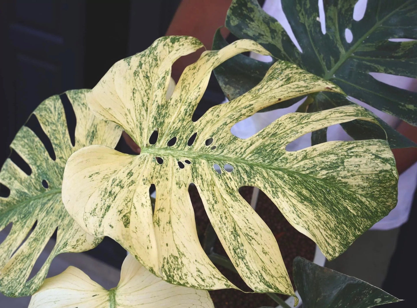 Monstera White Monster Large Form 4"