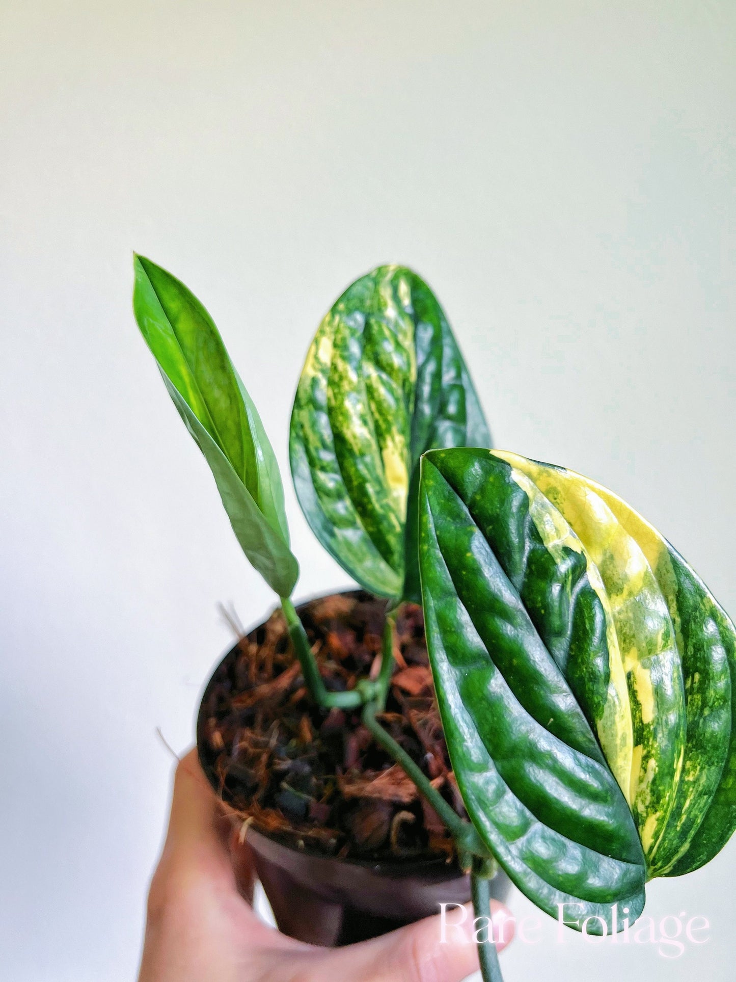Monstera Peru Variegated 4’’