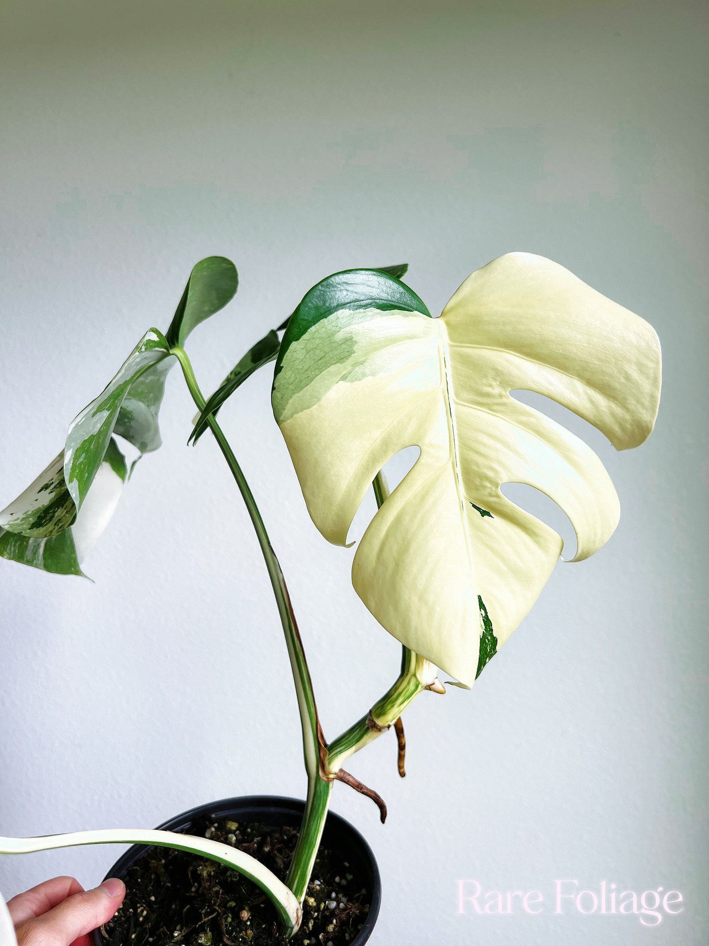 Monstera Albo High Variegation 6” - US SELLER