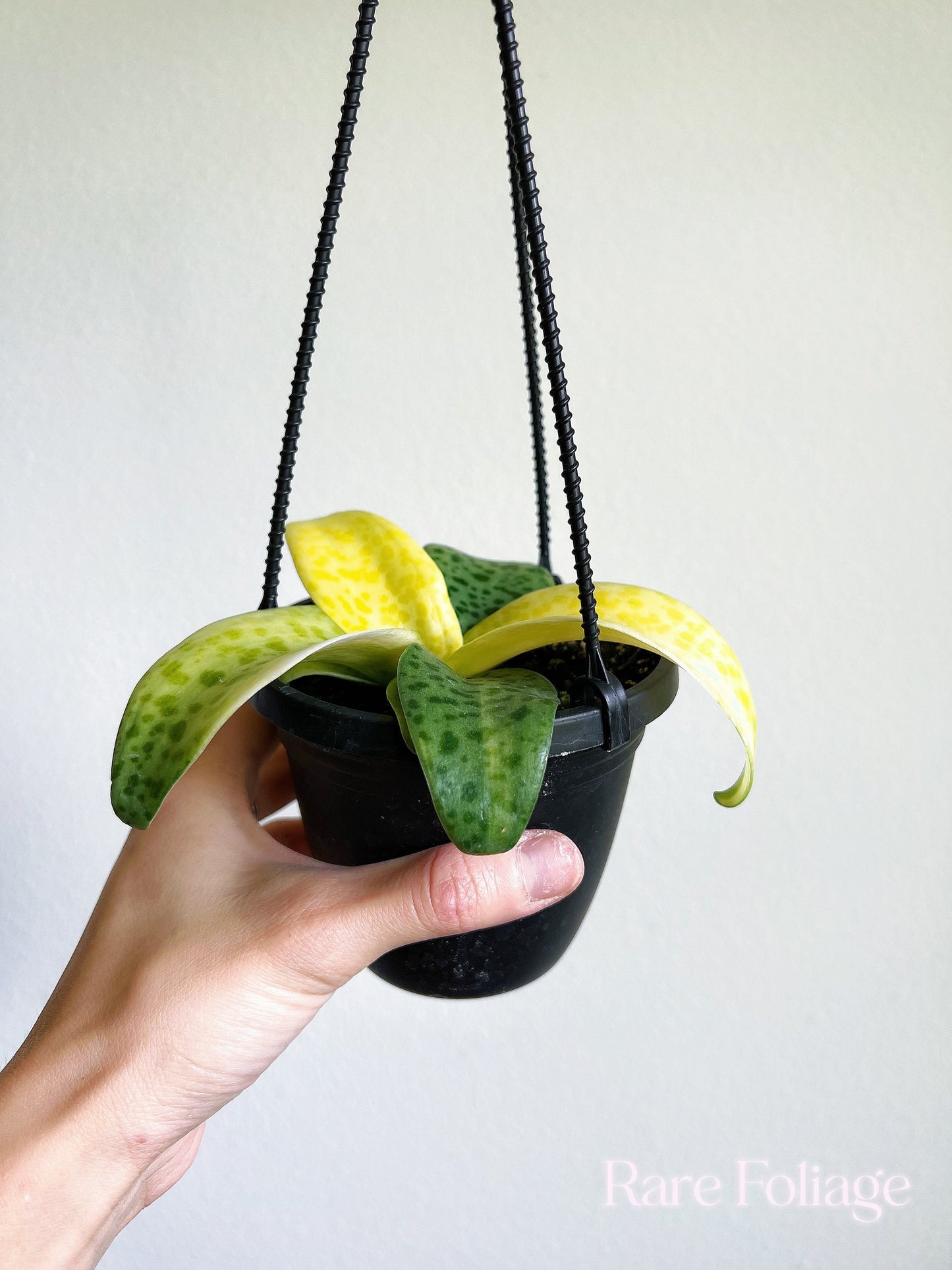 Leopard Lily 4" Hanging Basket