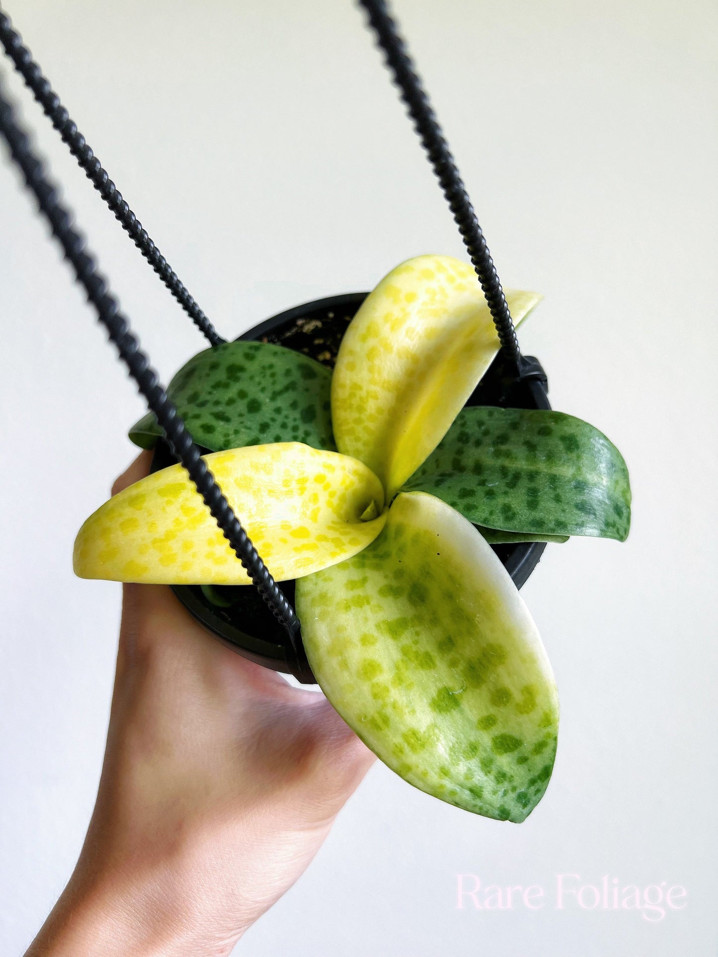 Leopard Lily 4" Hanging Basket
