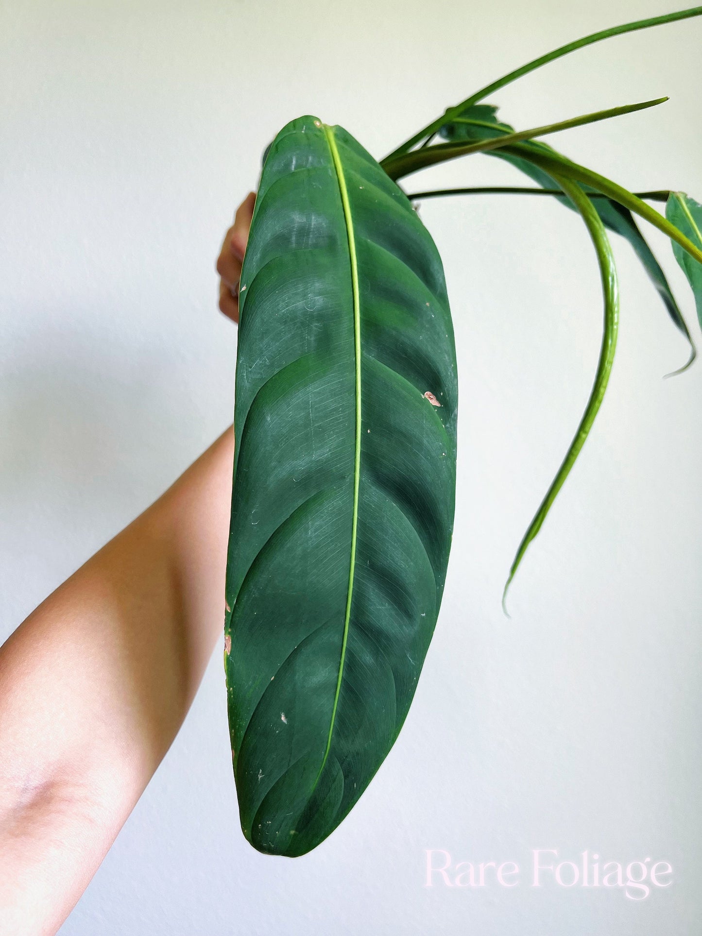 Philodendron Patriciae Large 4" - US SELLER