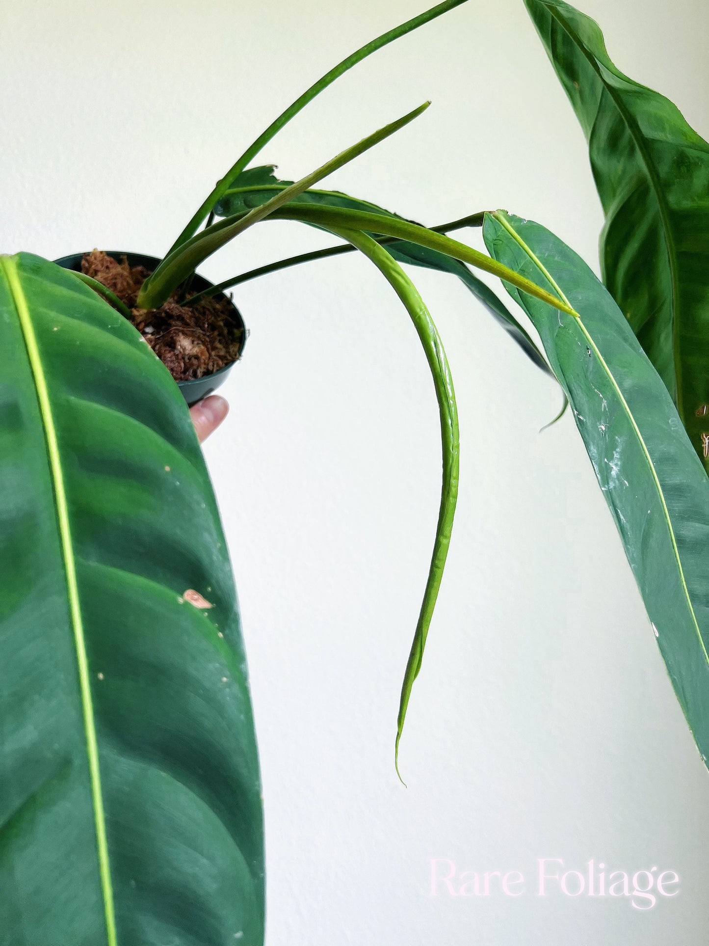 Philodendron Patriciae Large 4" - US SELLER