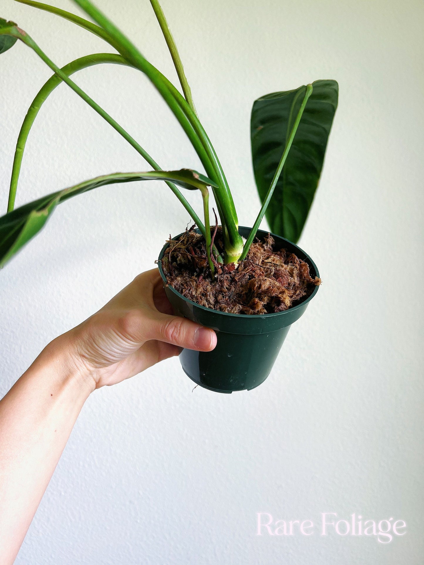 Philodendron Patriciae Large 4" - US SELLER