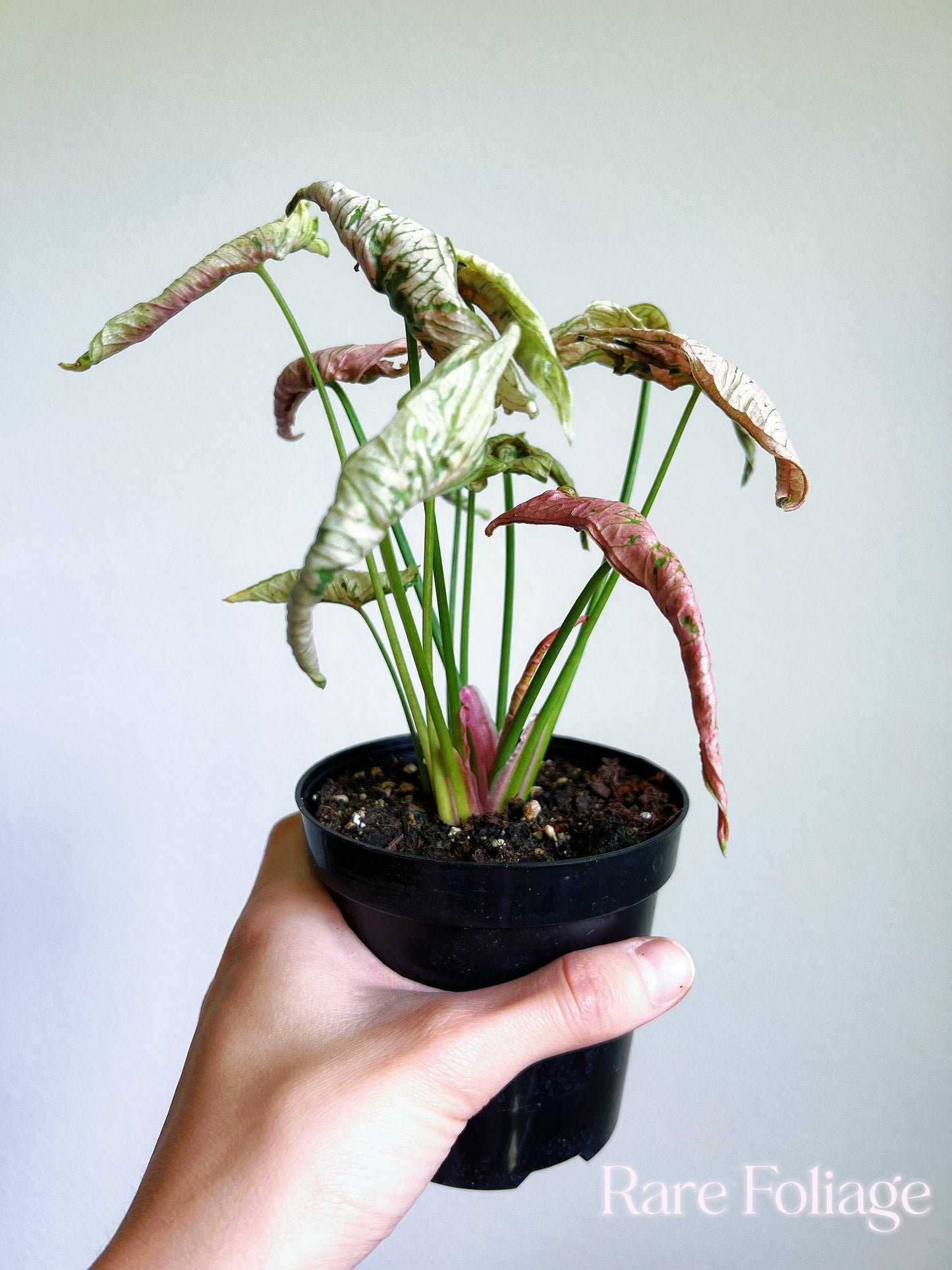 Syngonium Pink Rolli 4” - US SELLER