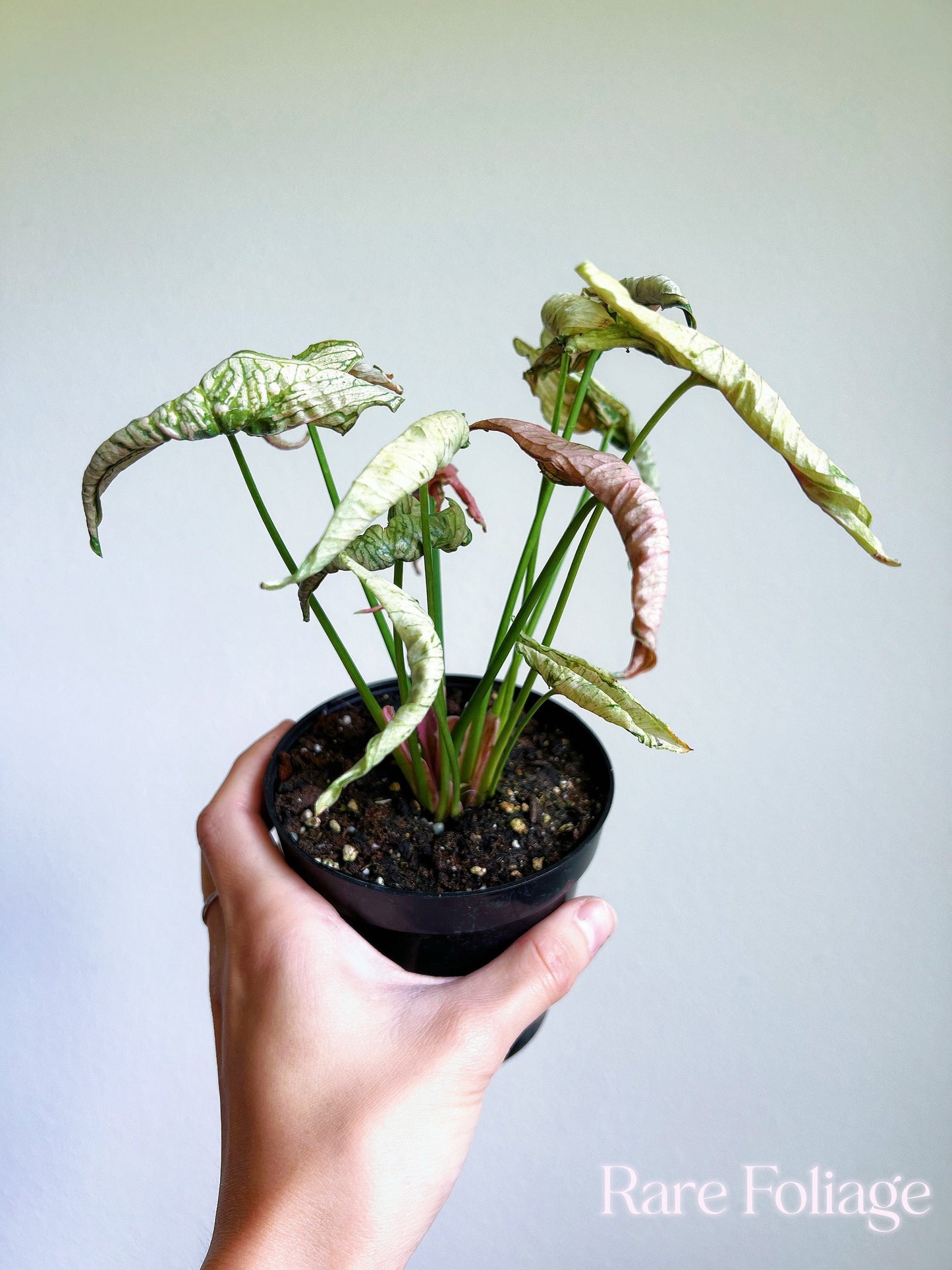 Syngonium Pink Rolli 4” - US SELLER