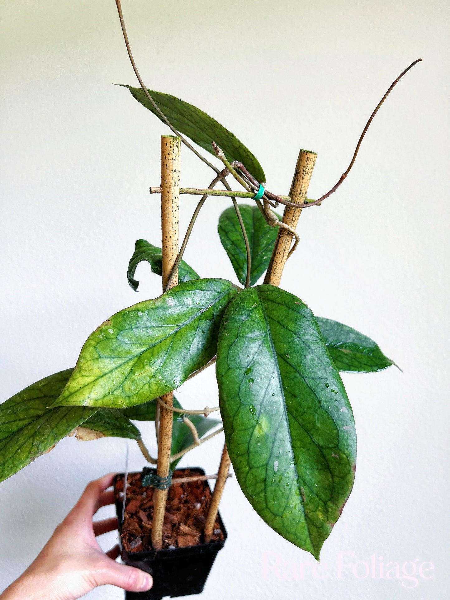 Hoya Vitellinoides Trellis 4" - US SELLER