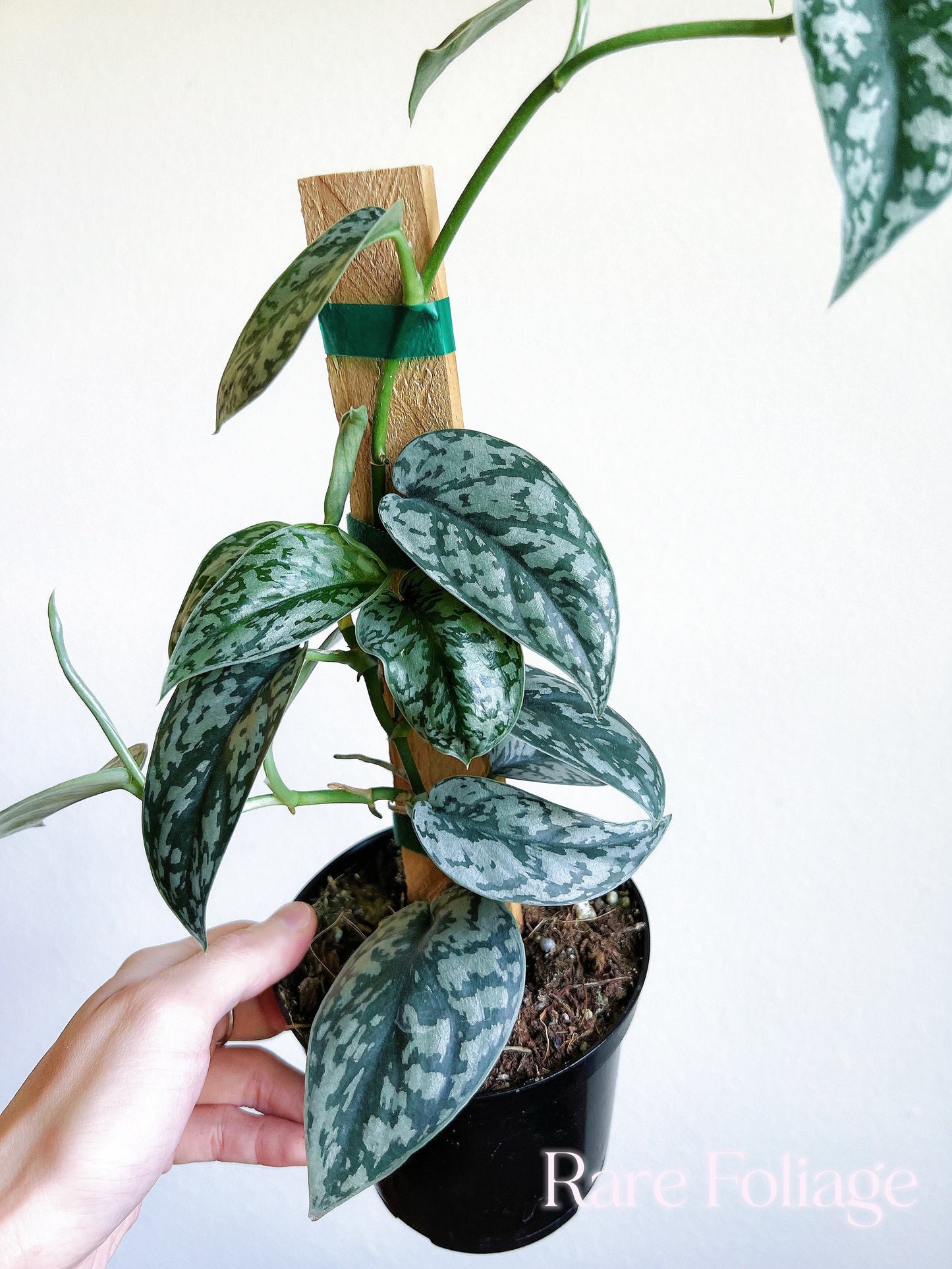 Scindapsus Silver Lady 4" with Plank - US SELLER