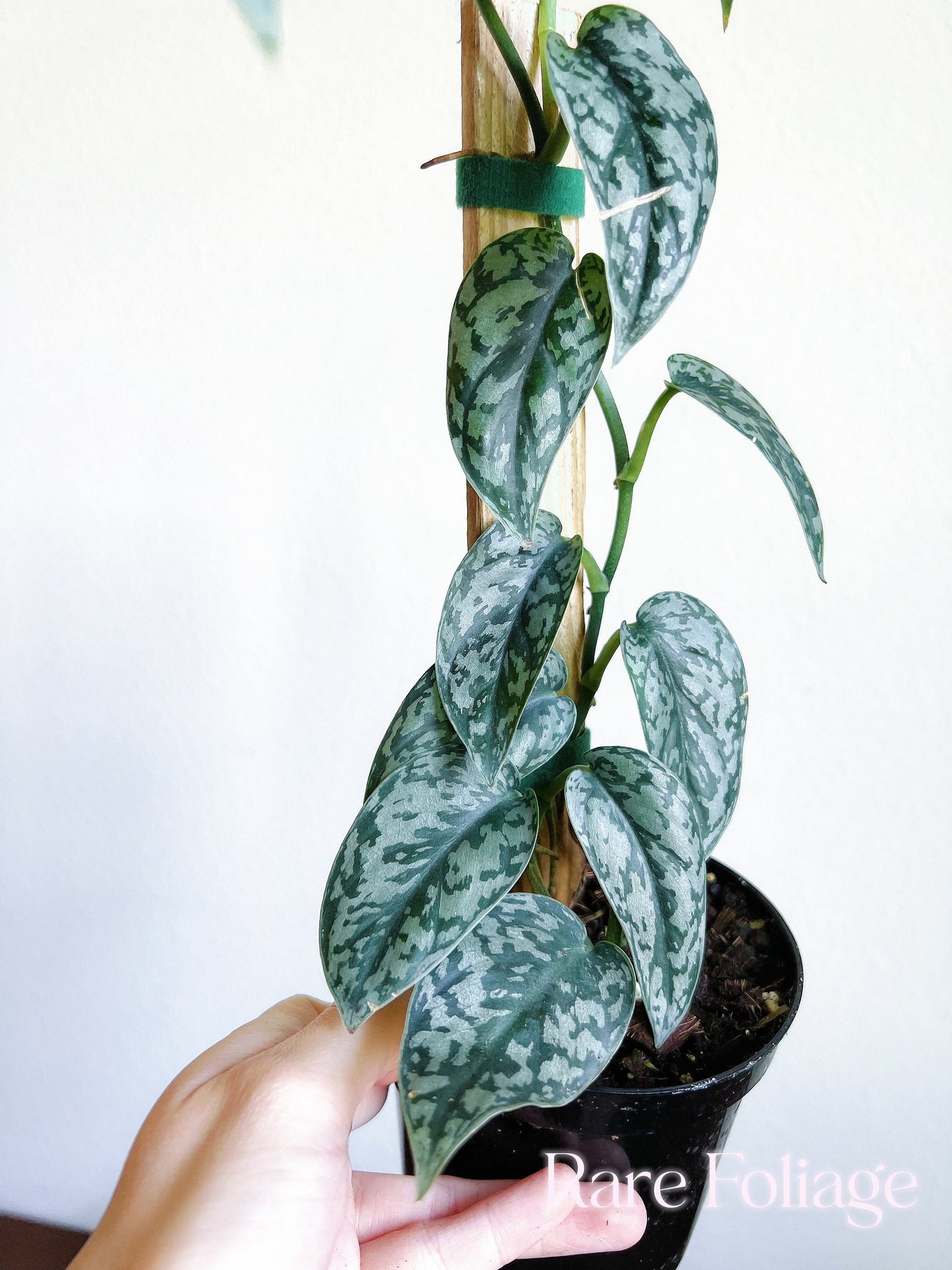 Scindapsus Silver Lady 4" with Plank - US SELLER