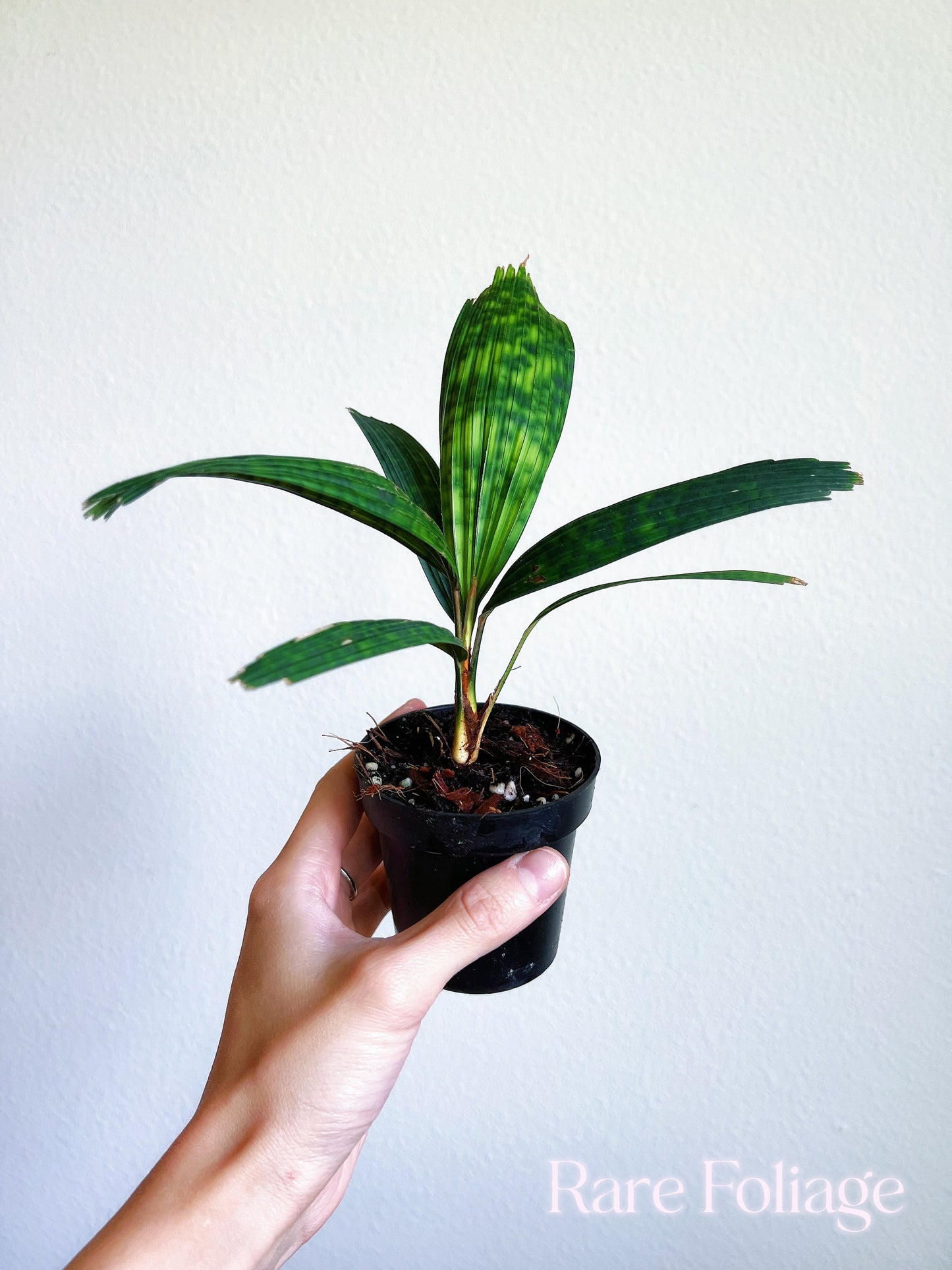 Licuala Mattanensis ‘Mapu’ 3” - US SELLER