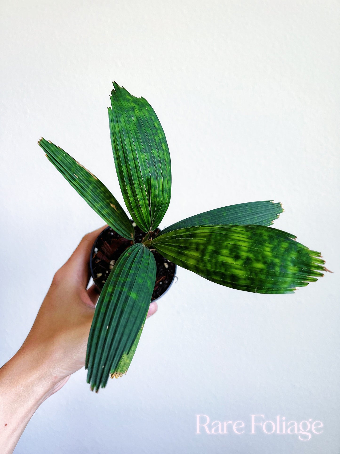 Licuala Mattanensis ‘Mapu’ 3” - US SELLER