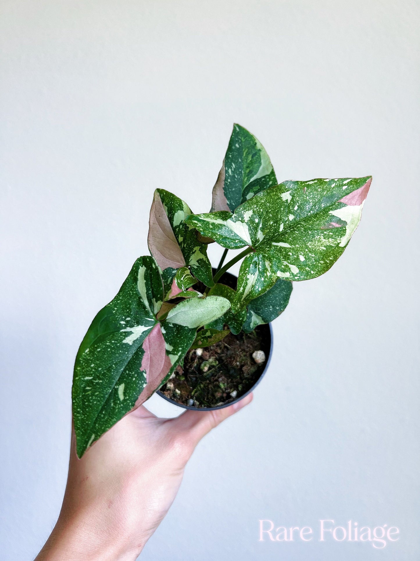 Syngonium Red Spot Tricolor 4”