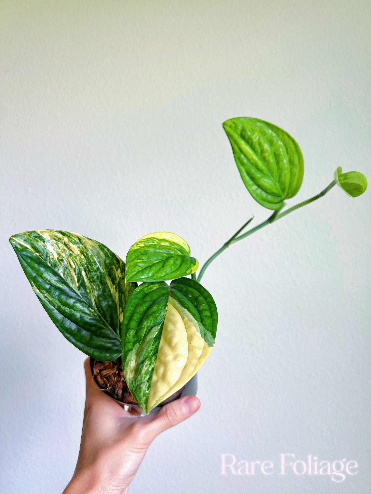 Monstera Peru Variegated 4’’