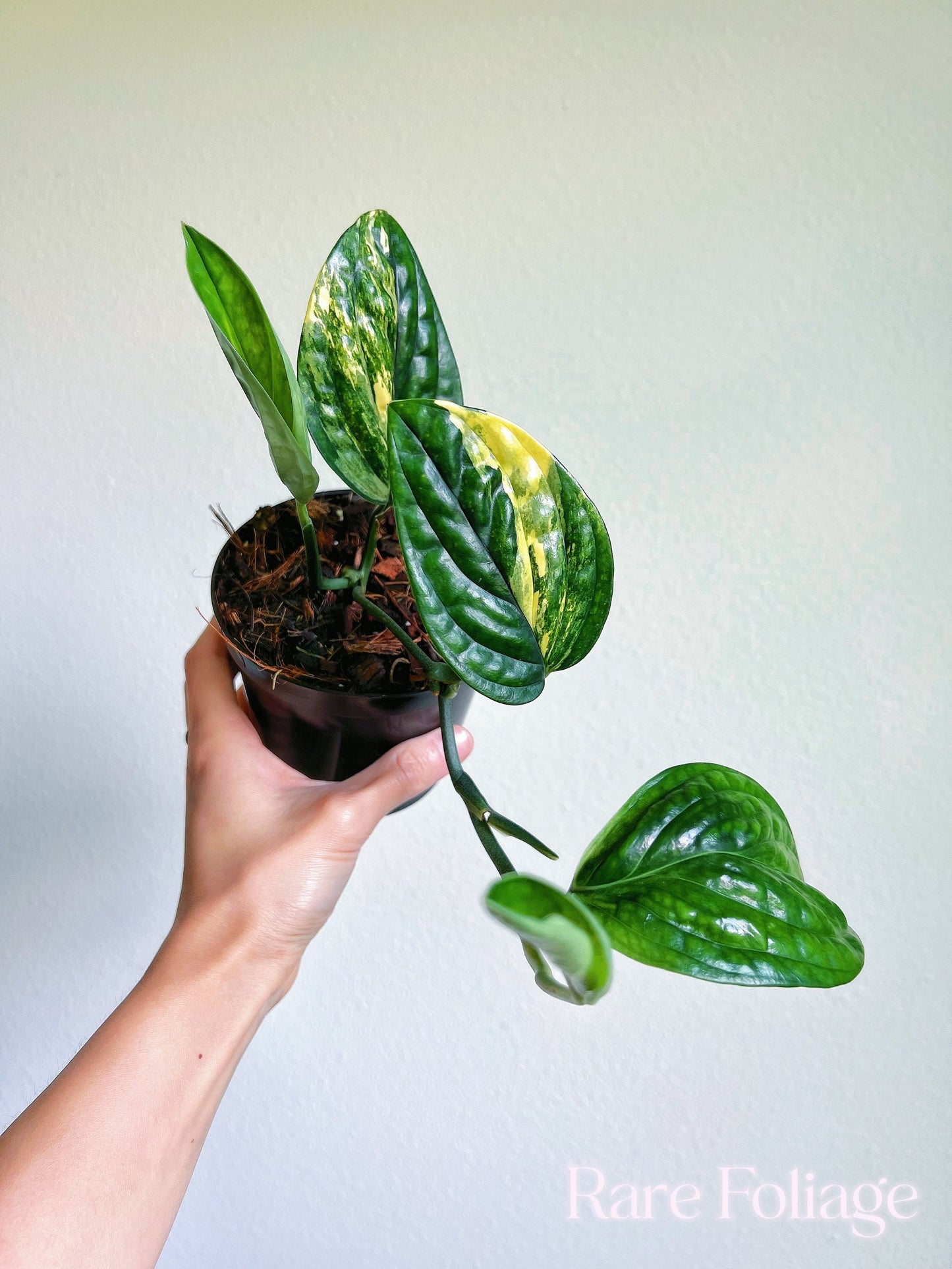 Monstera Peru Variegated 4’’