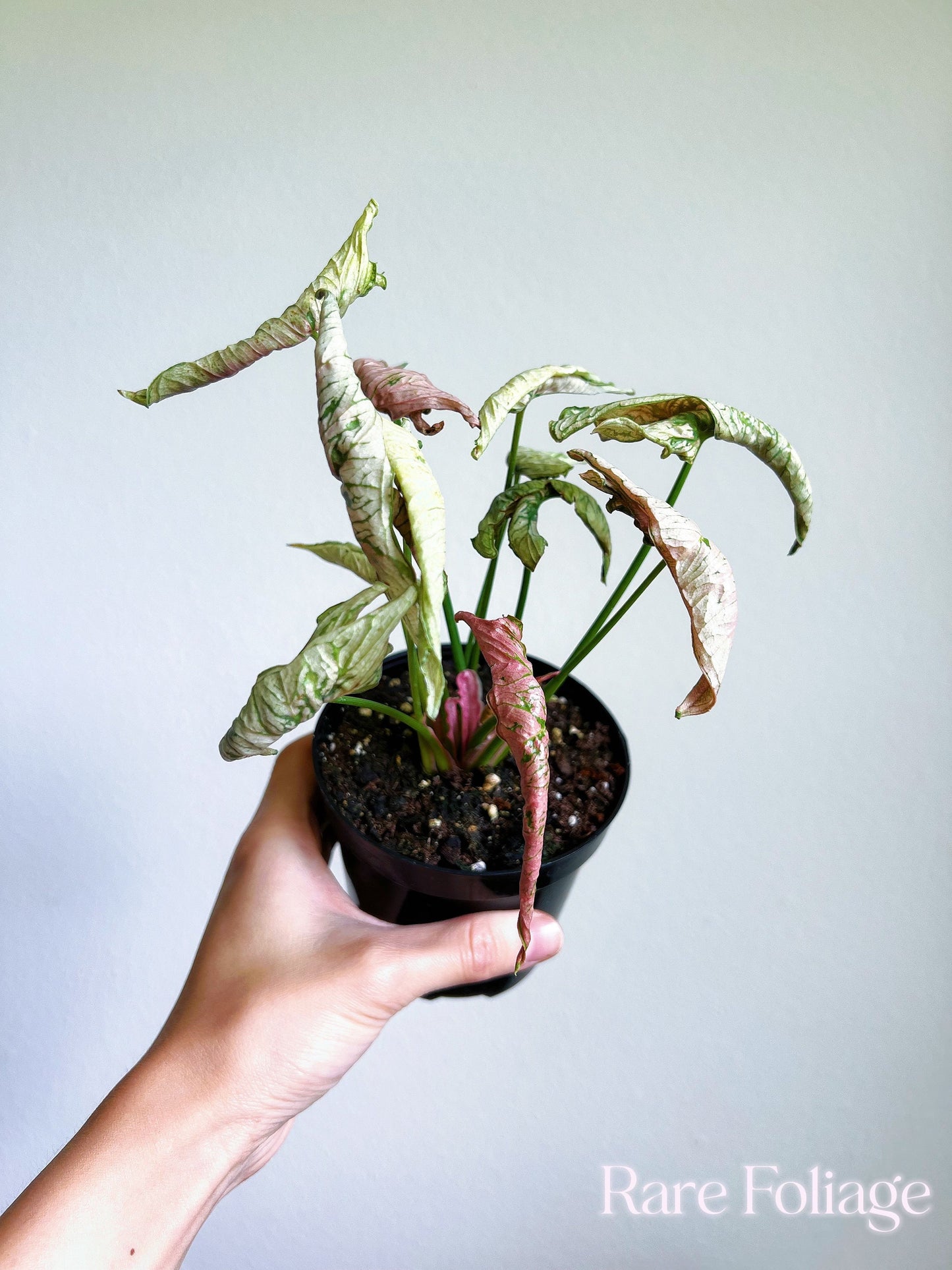 Syngonium Pink Rolli 4” - US SELLER