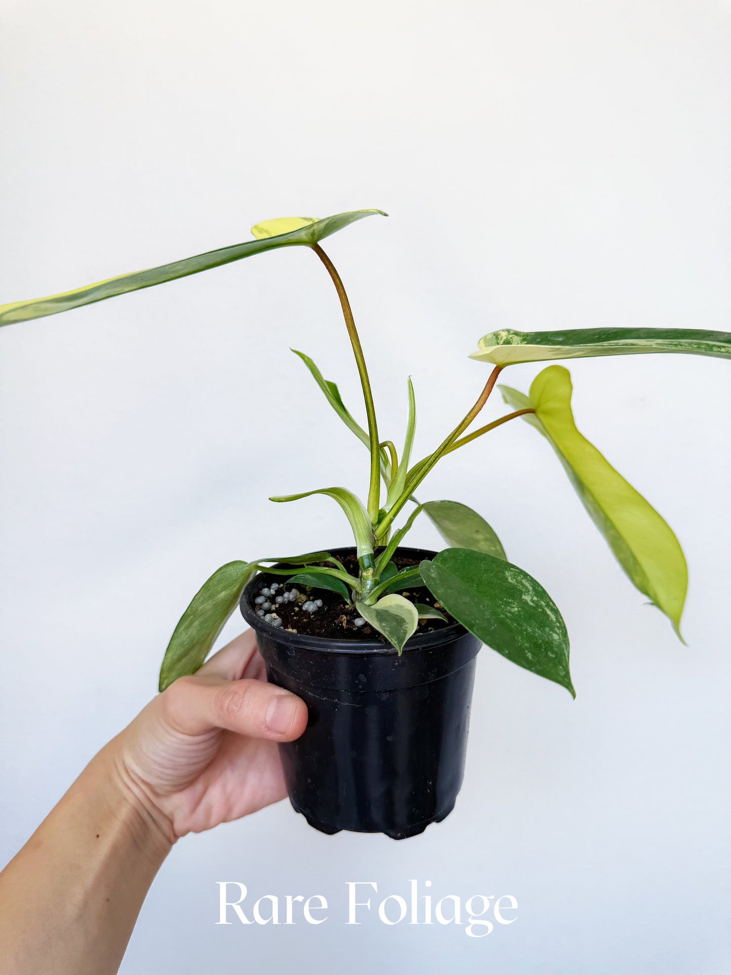 Philodendron Florida Beauty 4"