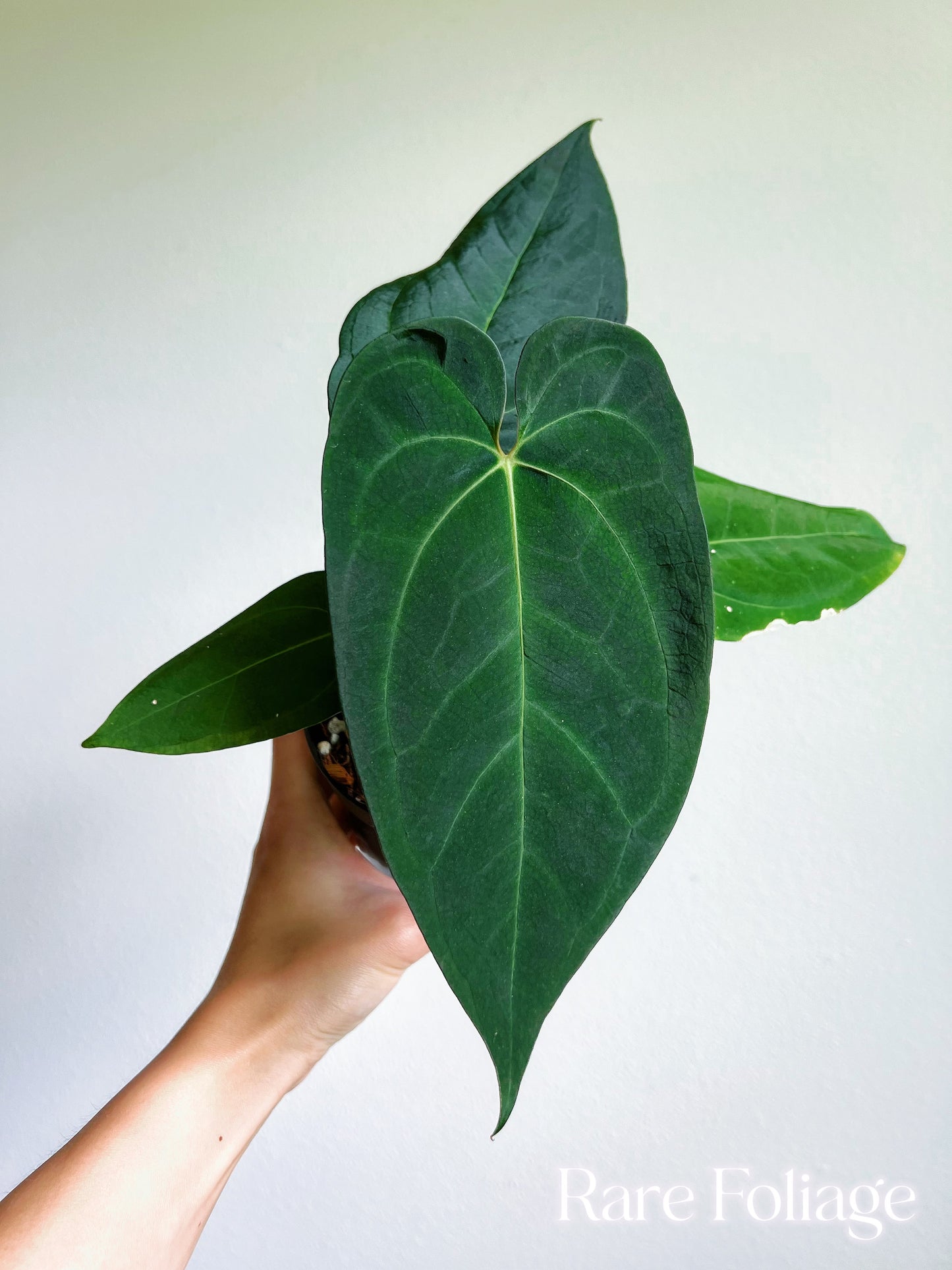 Anthurium Blue Papillilaminum (Kartel Daun) 4”