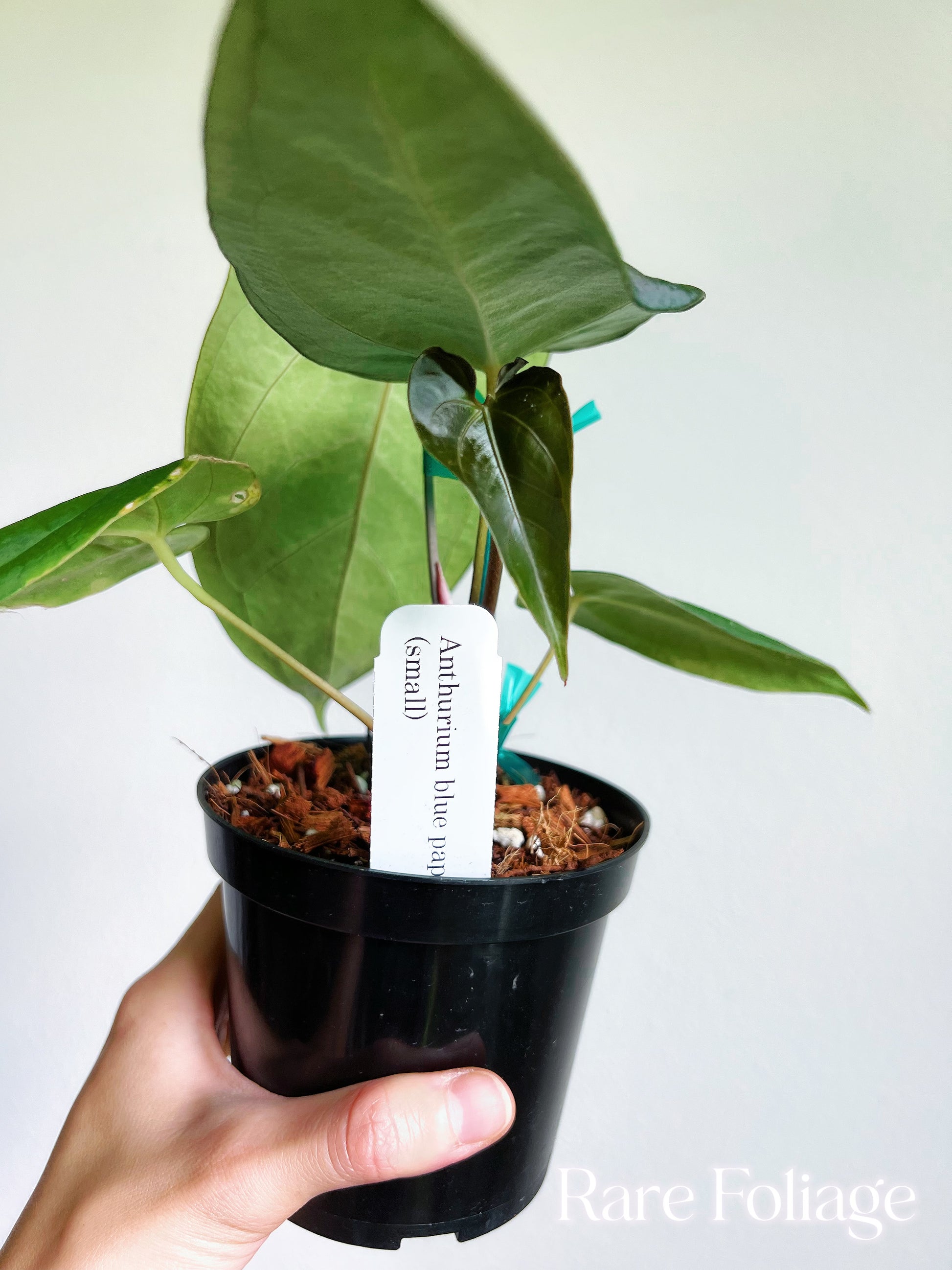 blue anthurium for sale Anthurium Blue Papillilaminum (Kartel Daun) 4” – Rare Foliage Plant Co