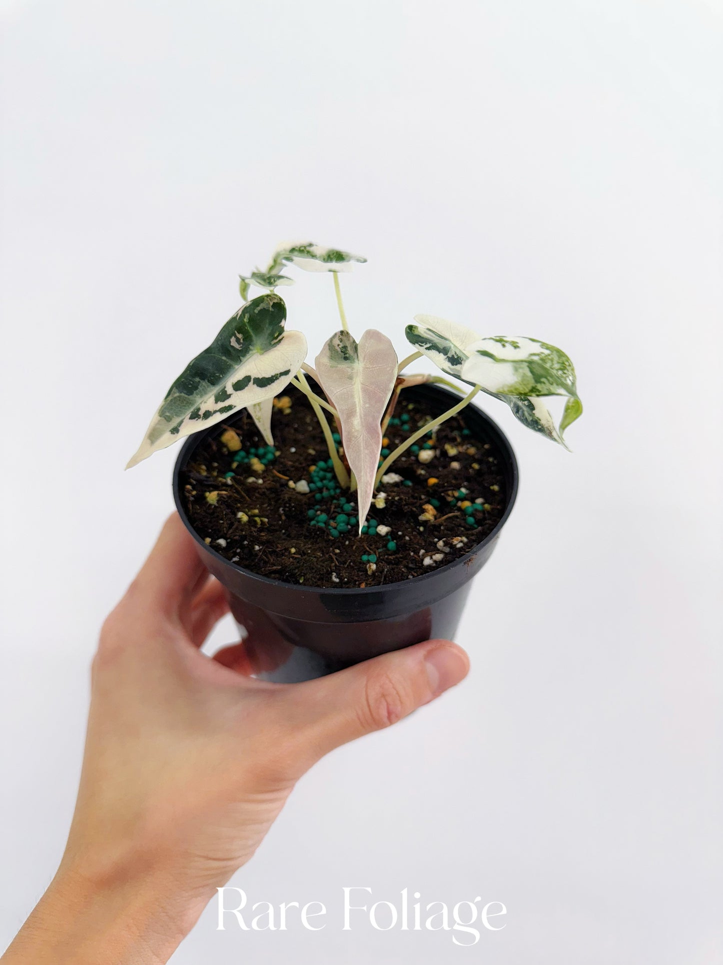 Alocasia Bambino Pink Variegated 4”