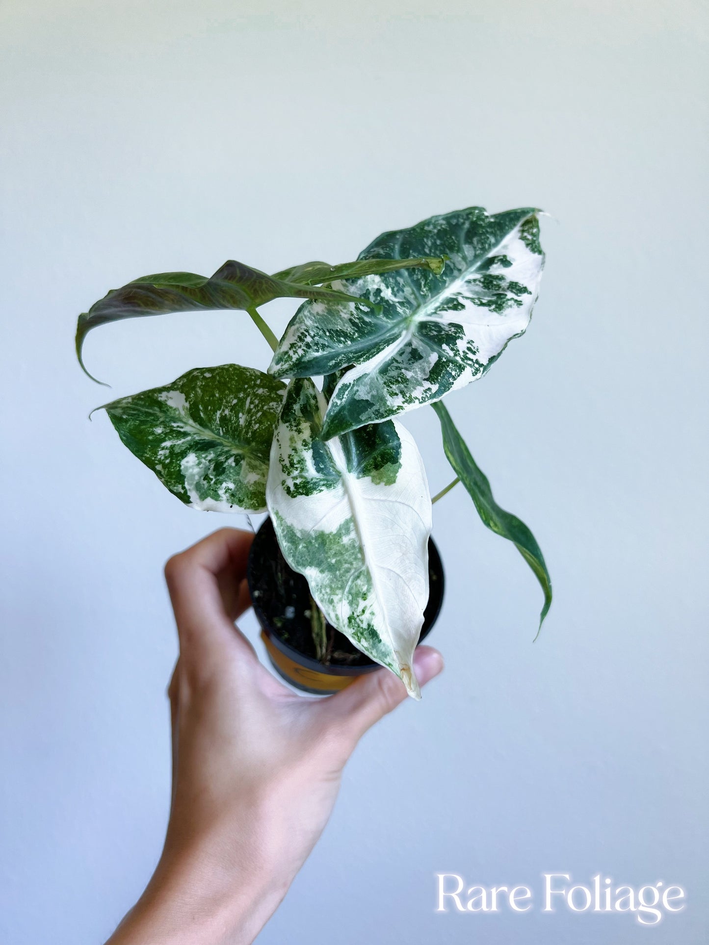 Alocasia Nairobi Night Variegated 3” - US SELLER