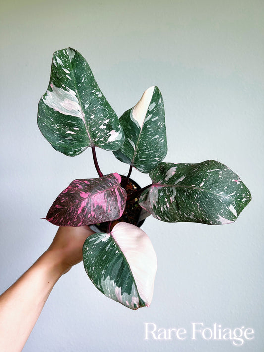 Philodendron Pink Princess Galaxy 4”