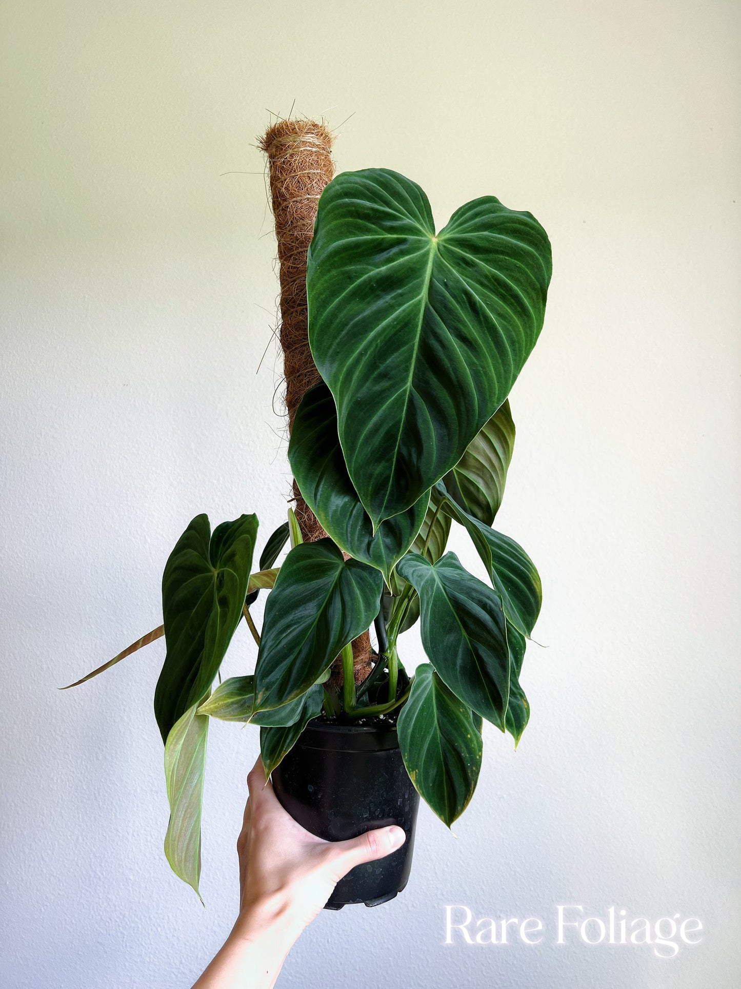 Philodendron Splendid Large 6” with Totem - US SELLER