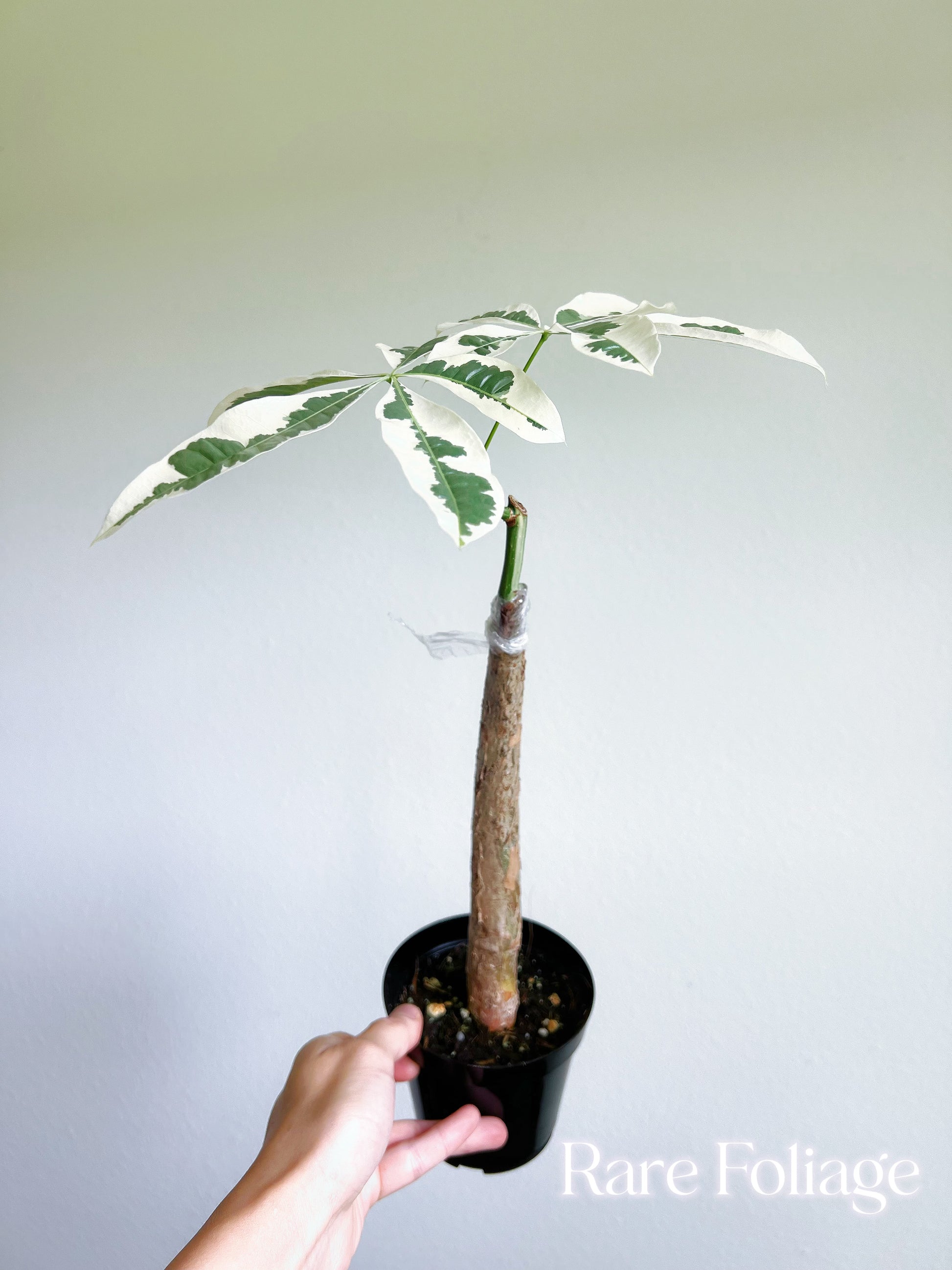 money tree on alameda Money Tree Albo Variegated 4" (Grafted) – Rare Foliage Plant Co