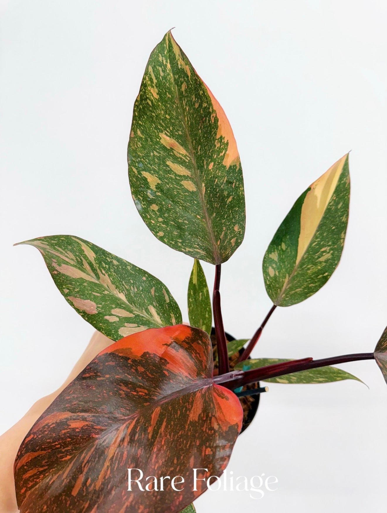 Philodendron Orange Princess Galaxy 4”