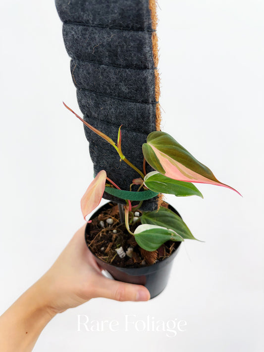 Philodendron Micans Pink 4” Exact Plant