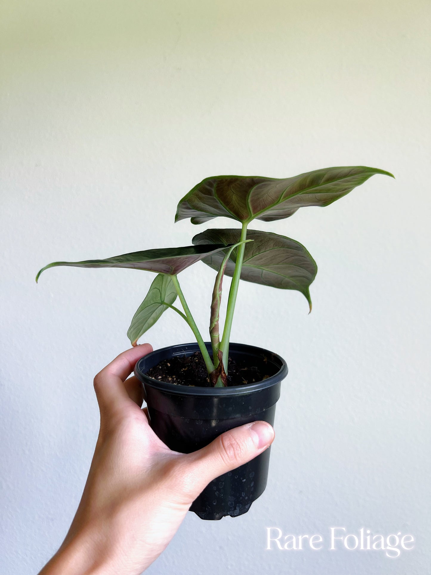 Alocasia Green Unicorn (Azlanii x Dragon Scale) 4”