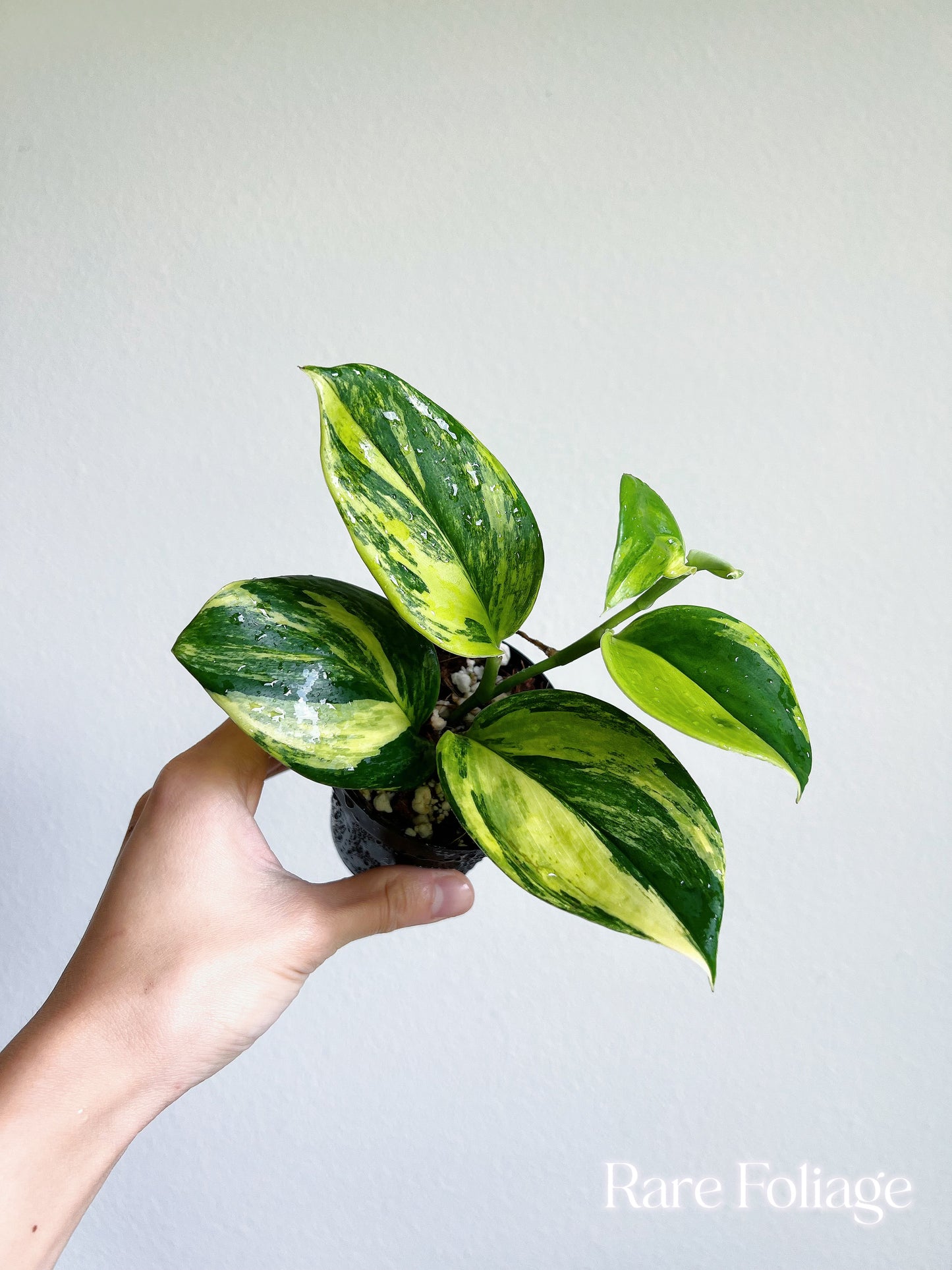 Scindapsus Rubicon Variegated 3”