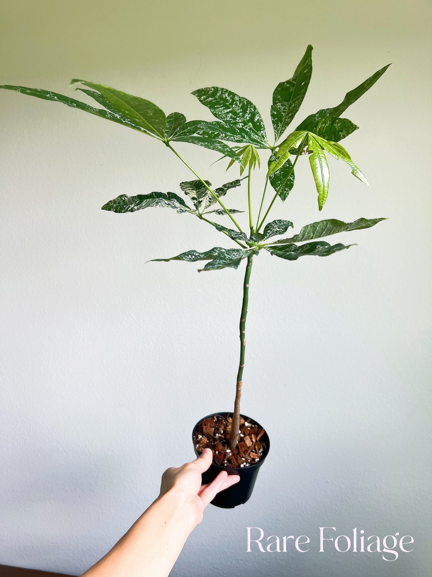 Money Tree Variegated (Non-grafted)