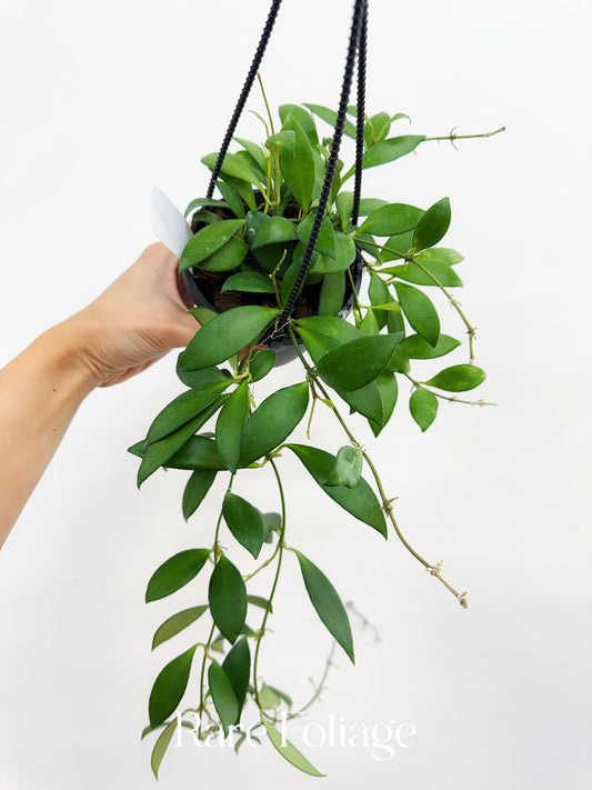 Hoya cv. Noona 4" Hanging Basket