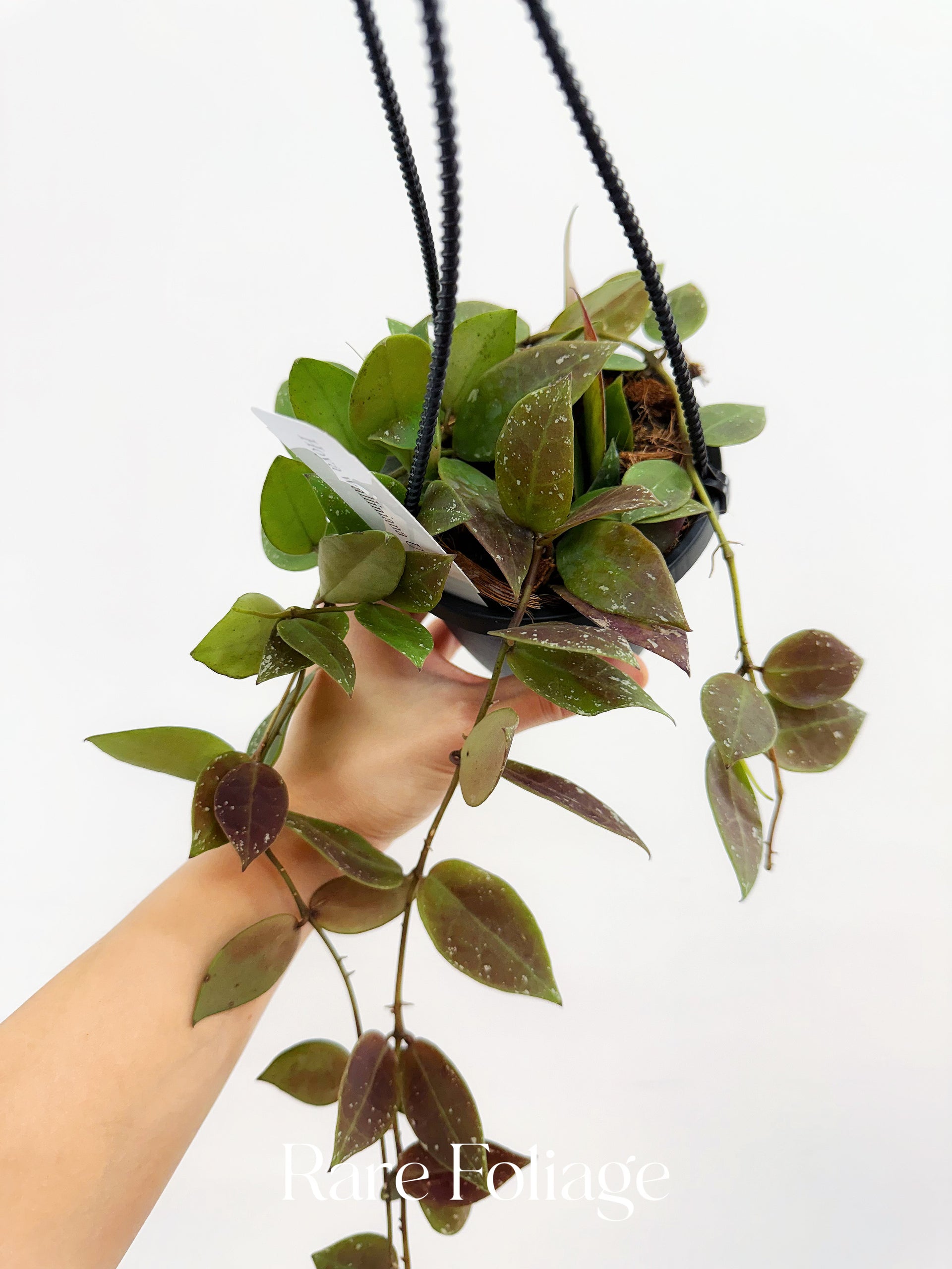 Hoya Walliana UT-152 4” Hanging Basket – Rare Foliage Plant Co