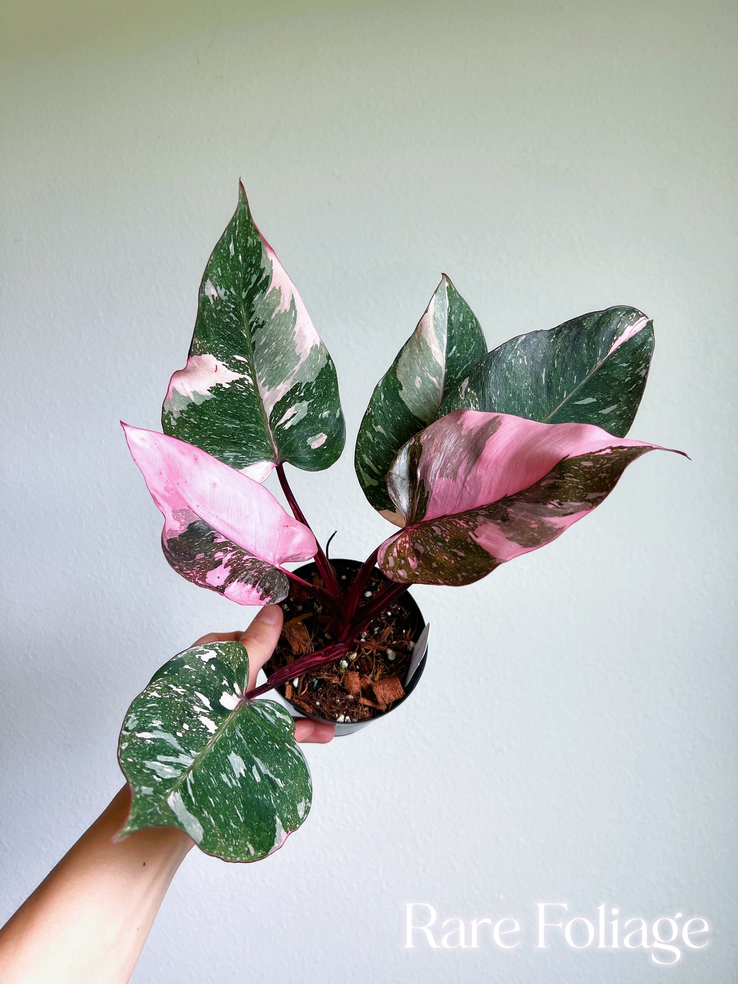 Philodendron Pink Princess Galaxy 4”