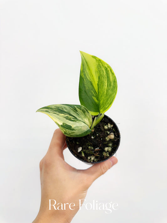 Scindapsus Rubicon 3”