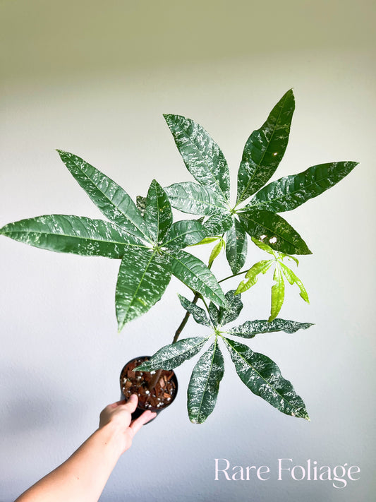 Money Tree Variegated (Non-grafted)