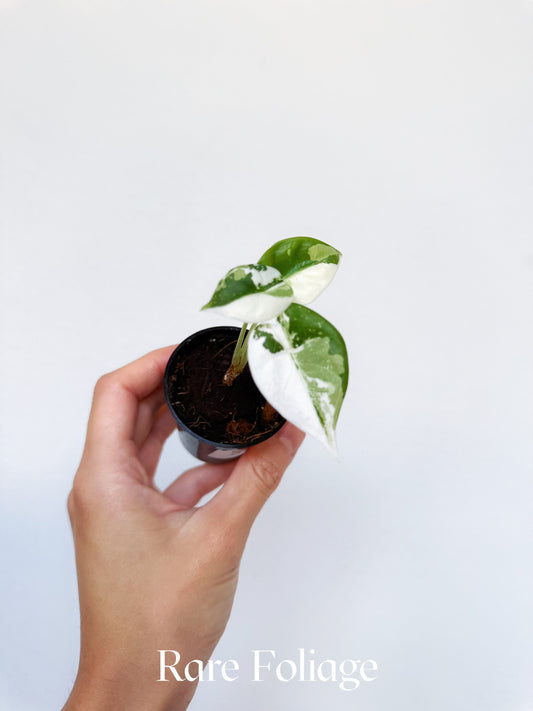 Alocasia Reversa Albo 2” Exact Plant