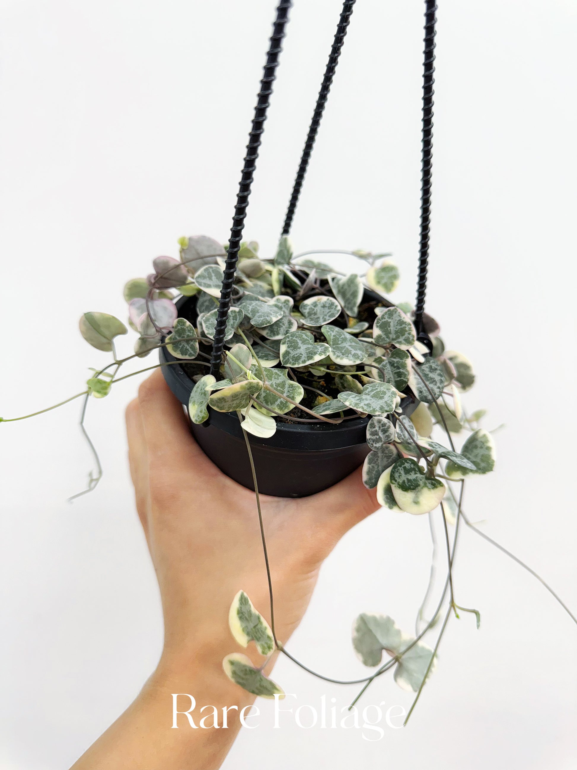 variegated hanging basket plant String of Hearts Variegated 4” Hanging Basket – Rare Foliage Plant Co