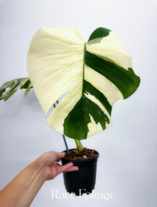 Monstera Mint No ID 5” Exact Plant