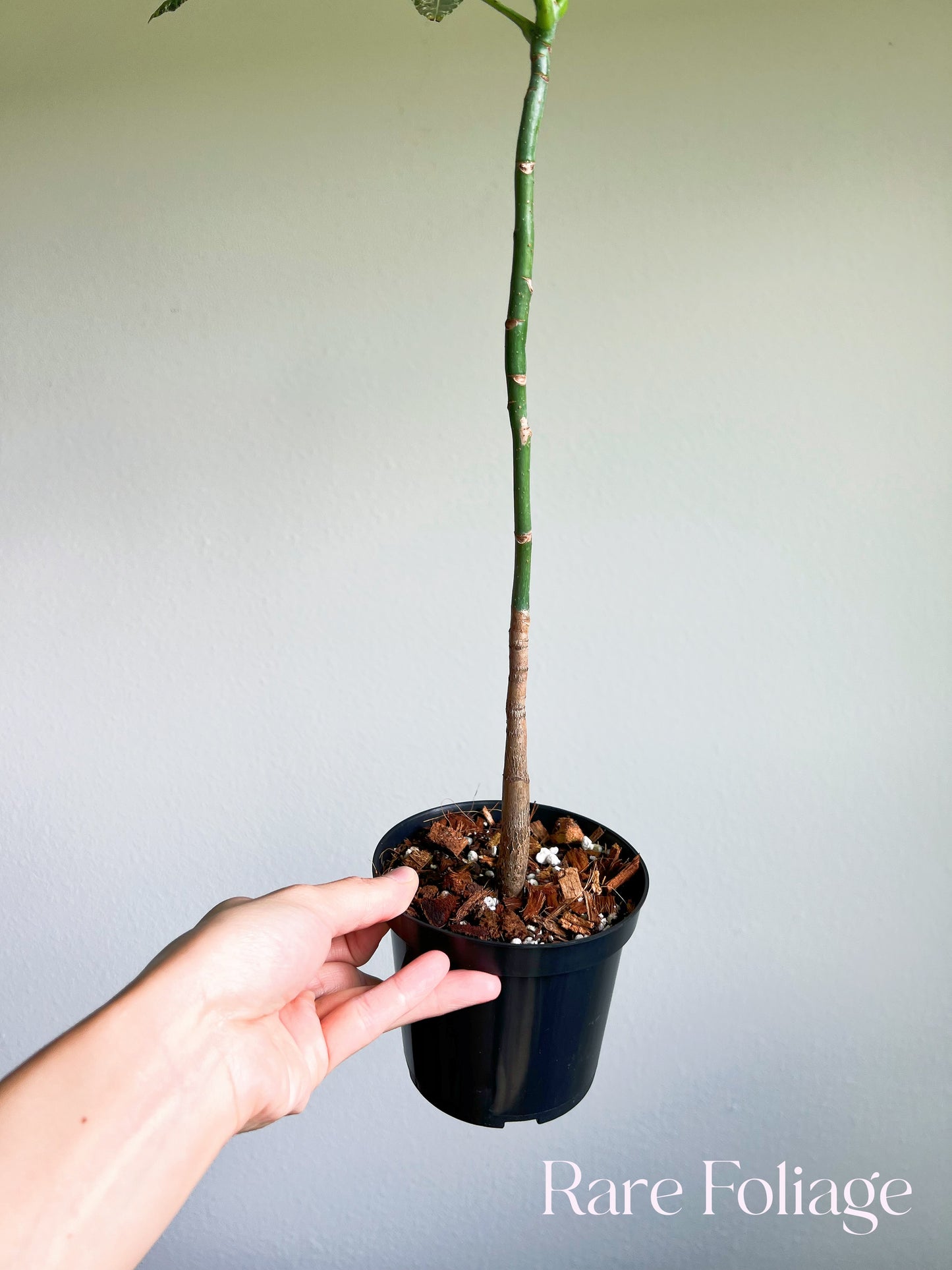 Money Tree Variegated (Non-grafted)