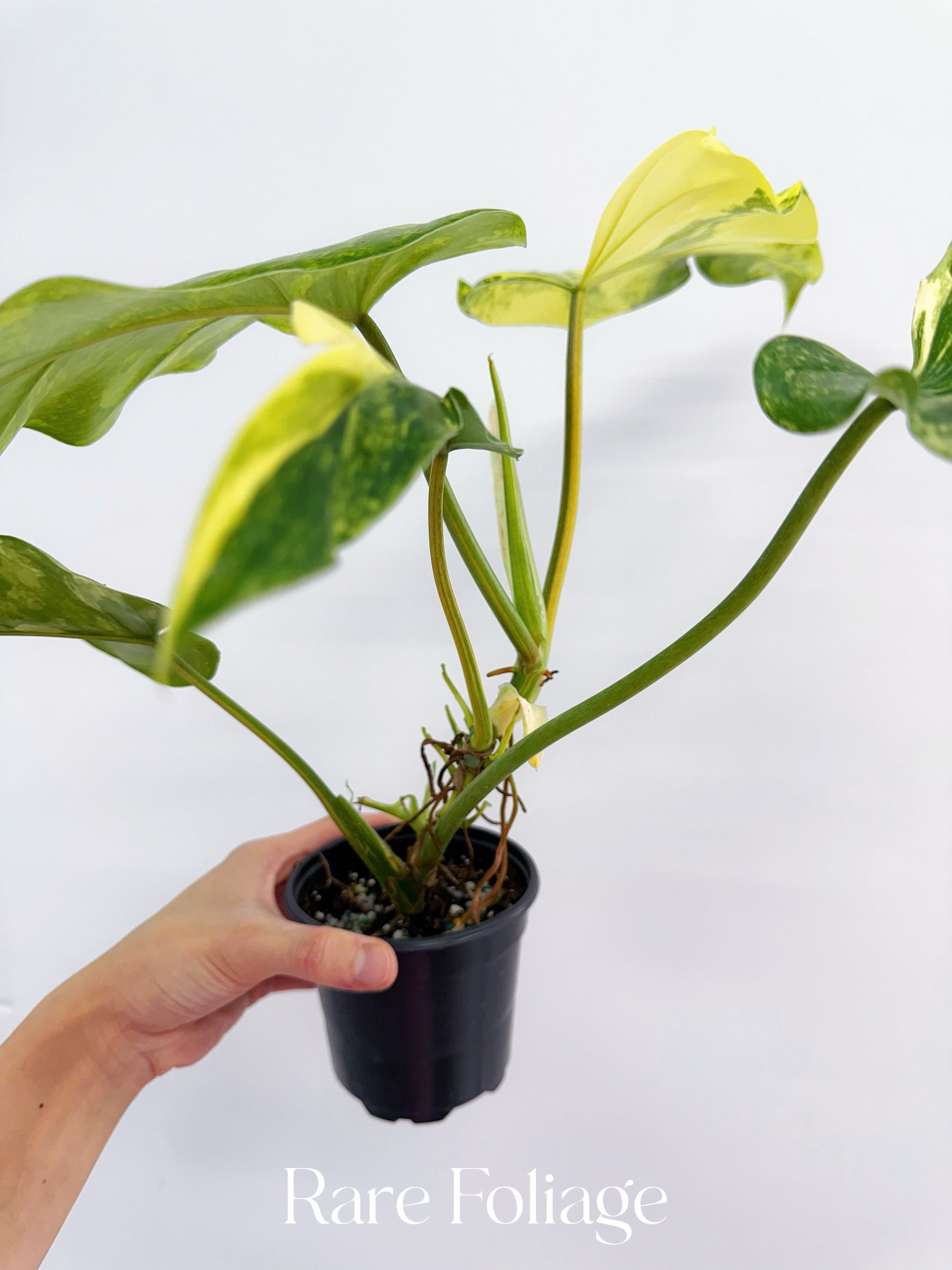 philodendron acutatum price Philodendron Domesticum Variegated 4”