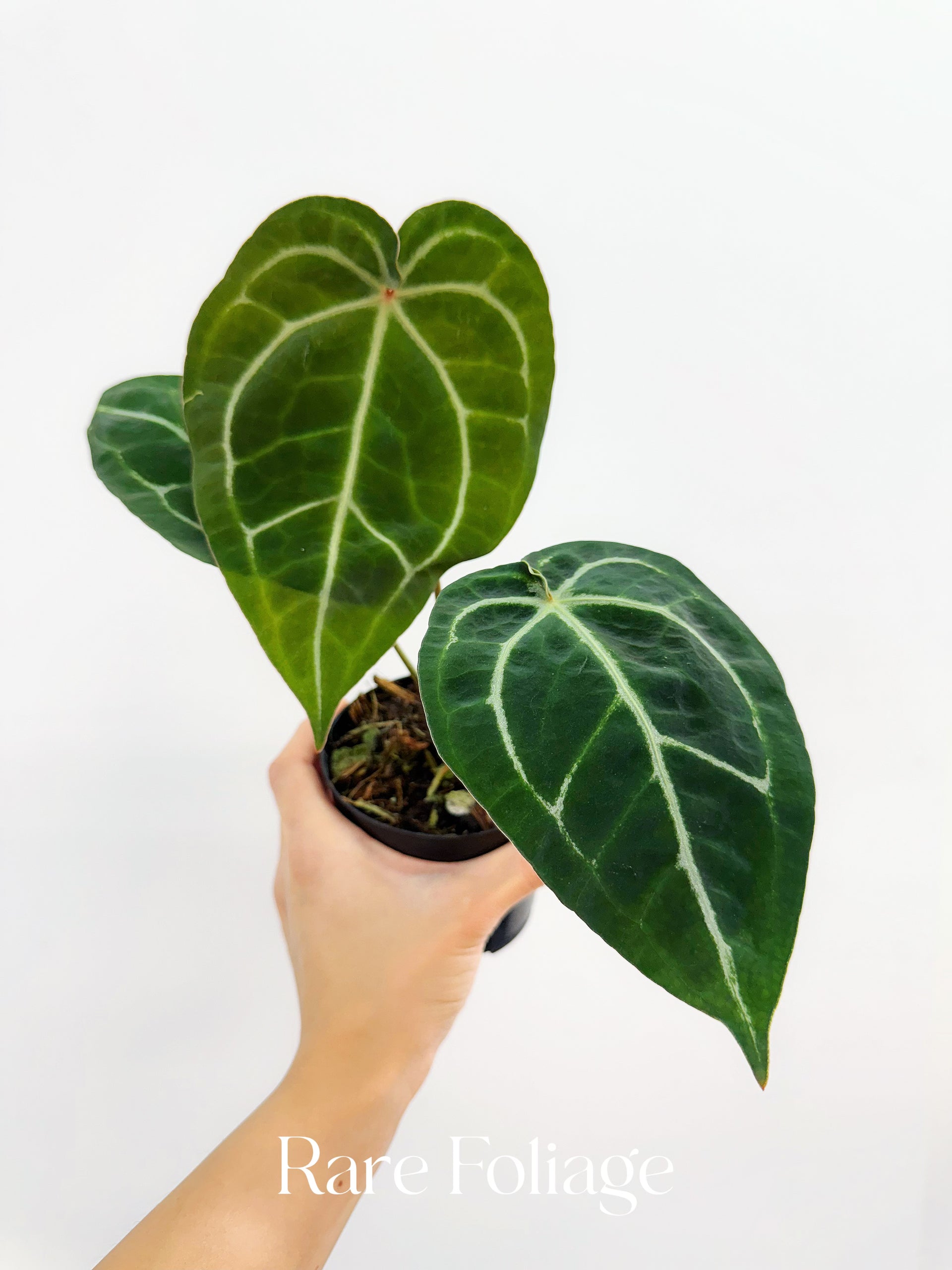 Anthurium Michelle x Zara 4