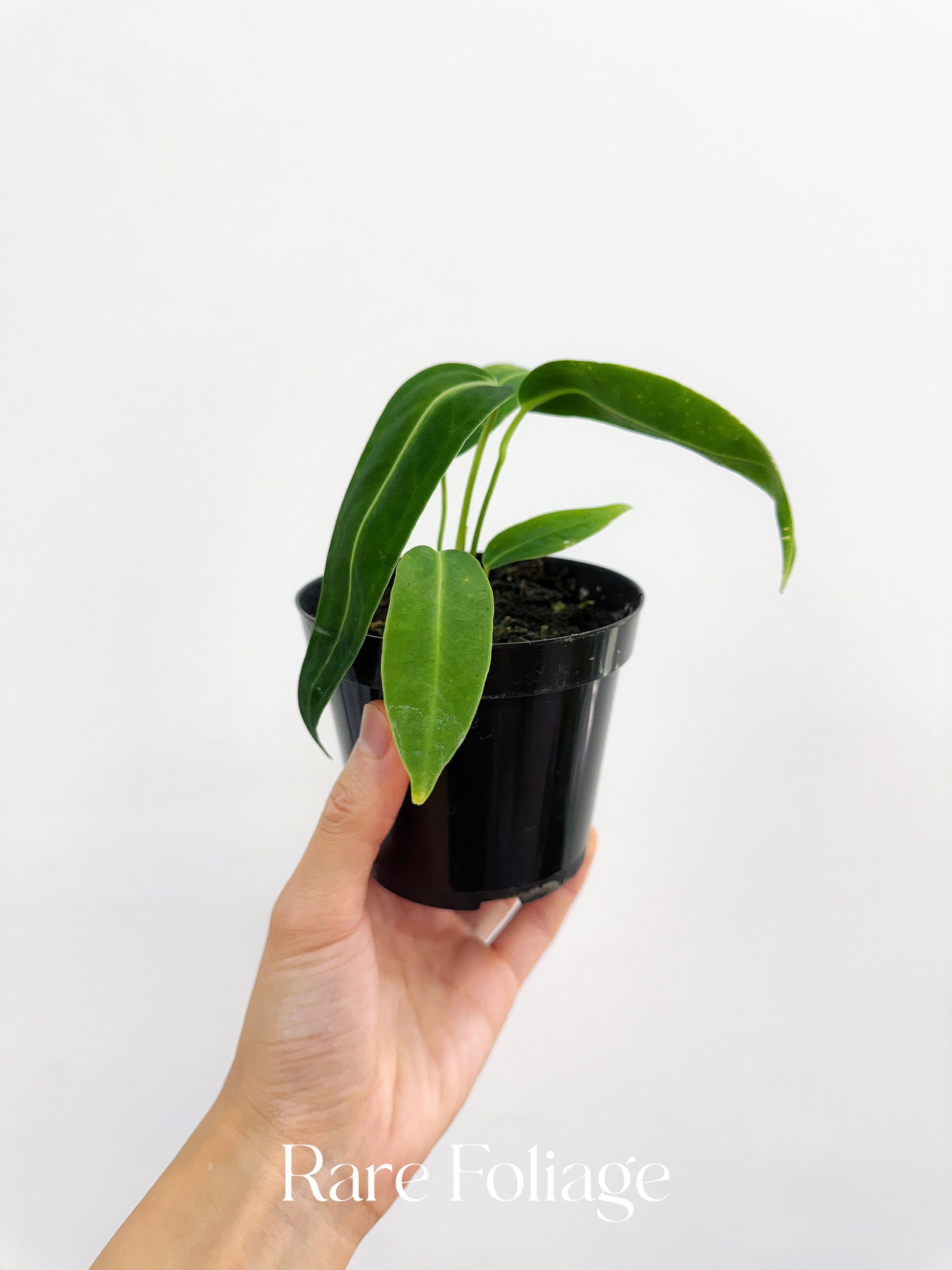 anthurium warocqueanum dark form for sale Anthurium Warocqueanum 3” Seedling – Rare Foliage Plant Co