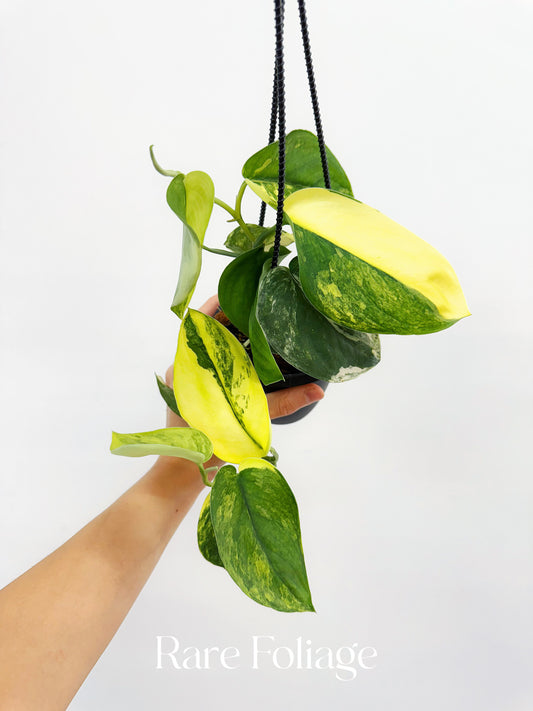 Scindapsus Jade Satin Aurea 4” Hanging Basket