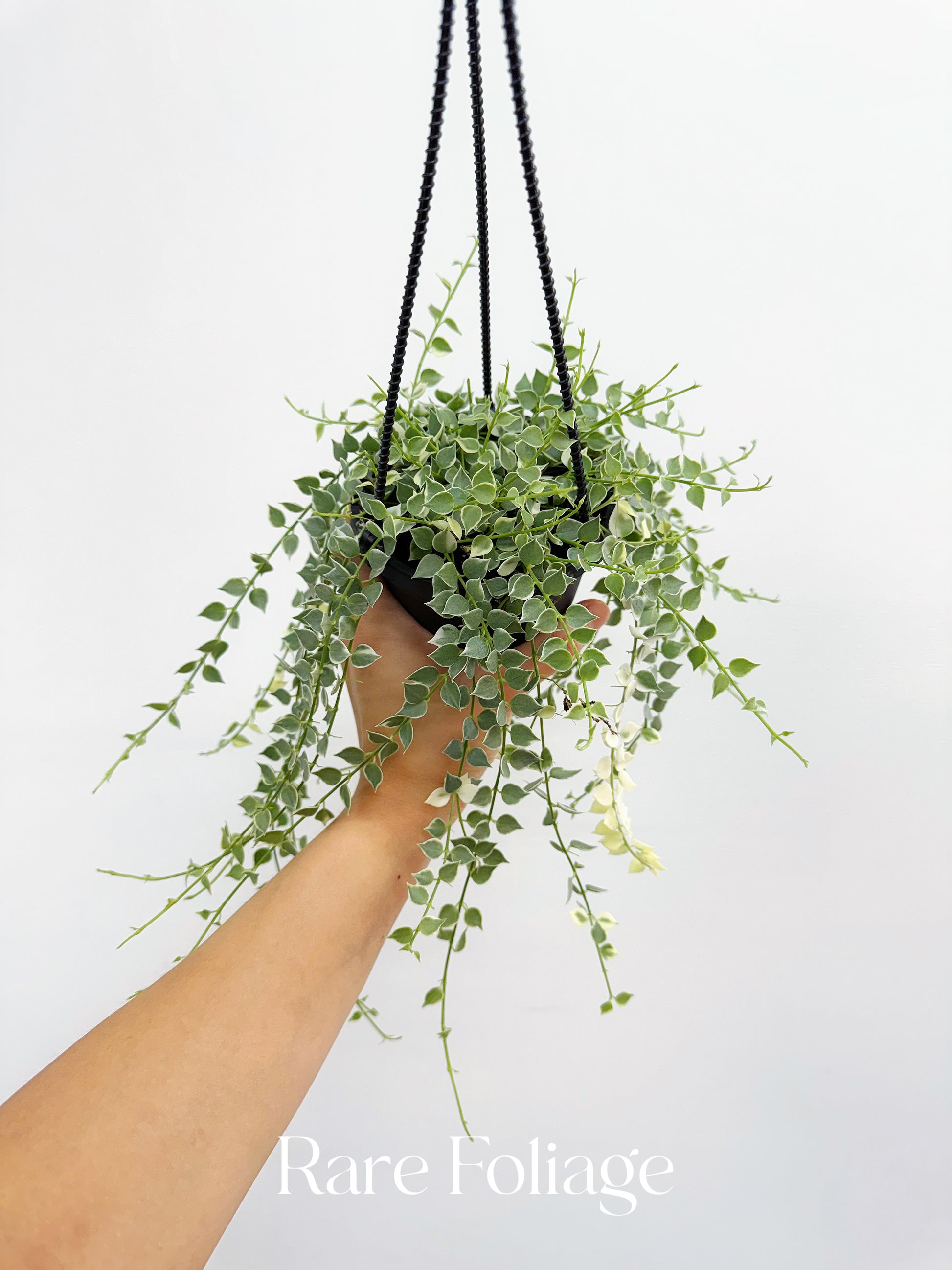 dead hanging plant Dischidia Million Hearts Variegated 4” Hanging Basket